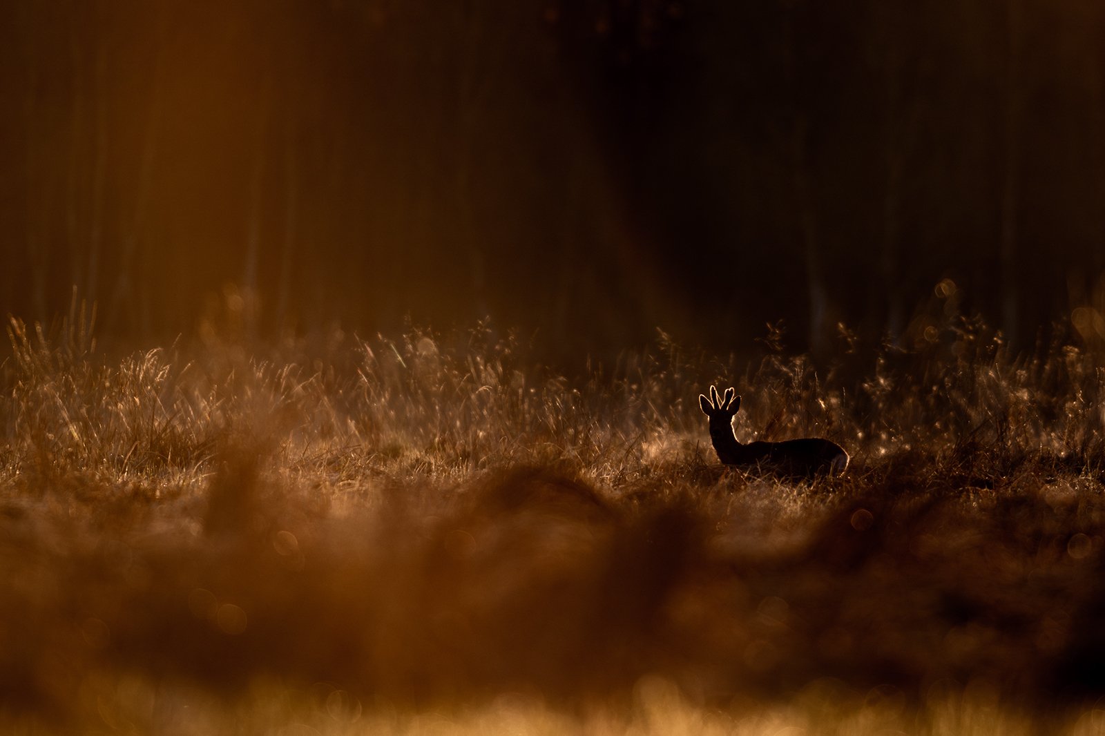Wildlife-Photography-PTDZ-Poland-x51.jpg