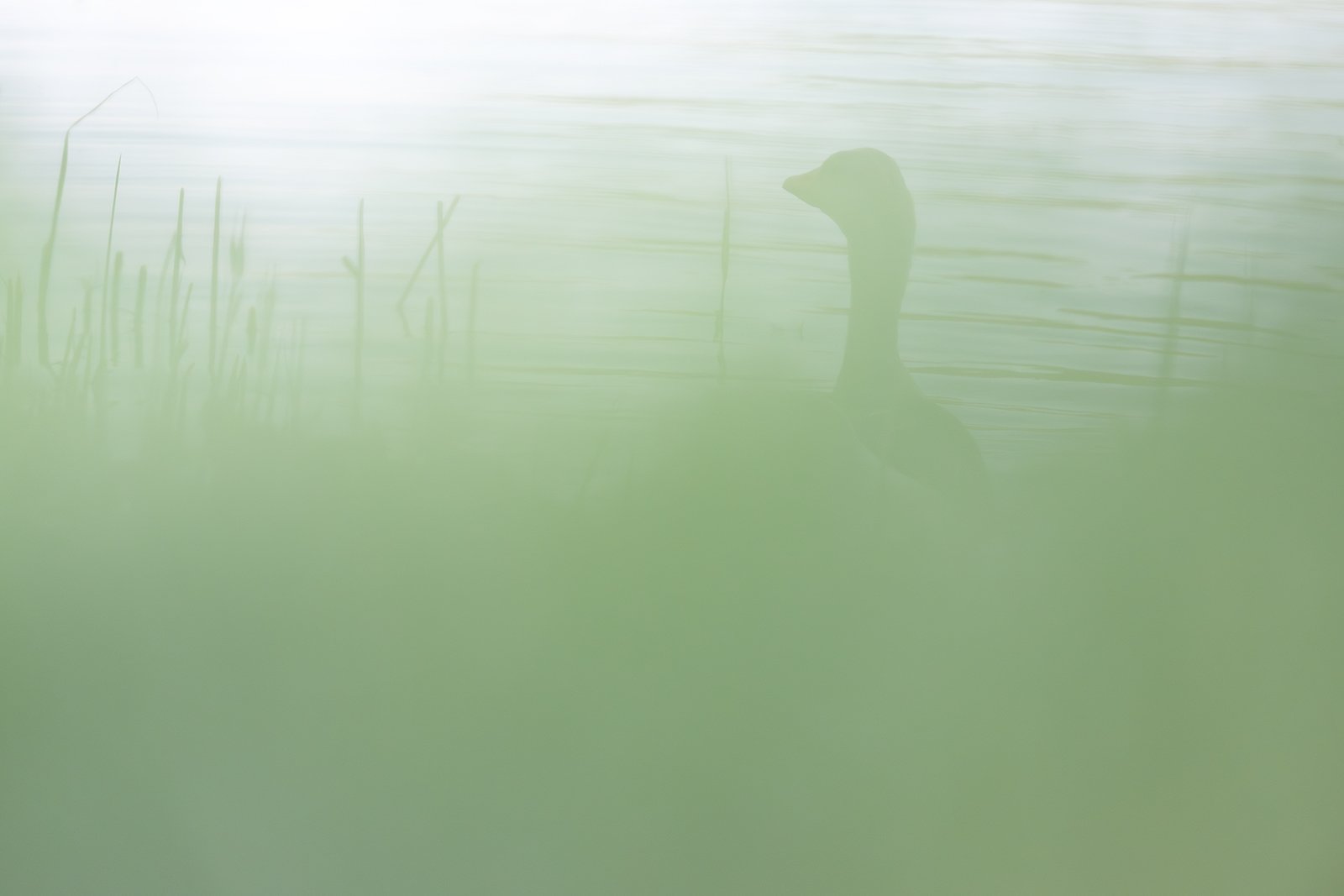 Wildlife-Photography-PTDZ-Poland-x53.jpg