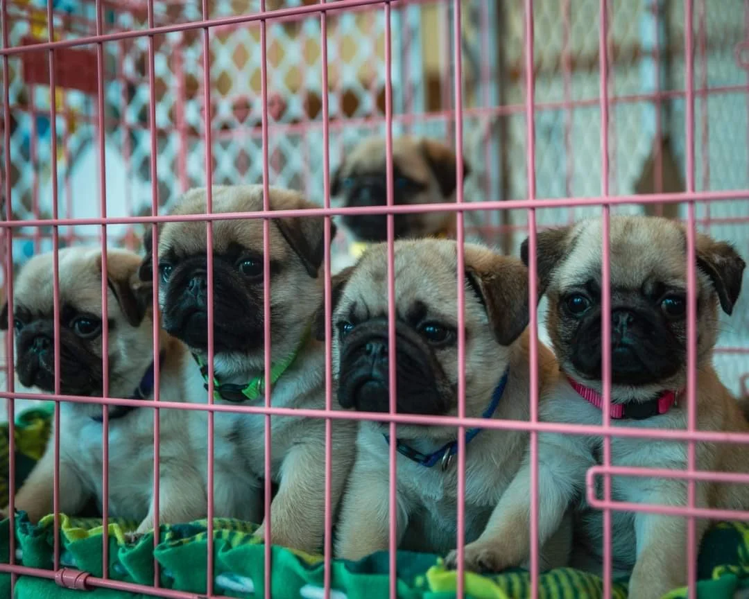 Pug Dog Club of America