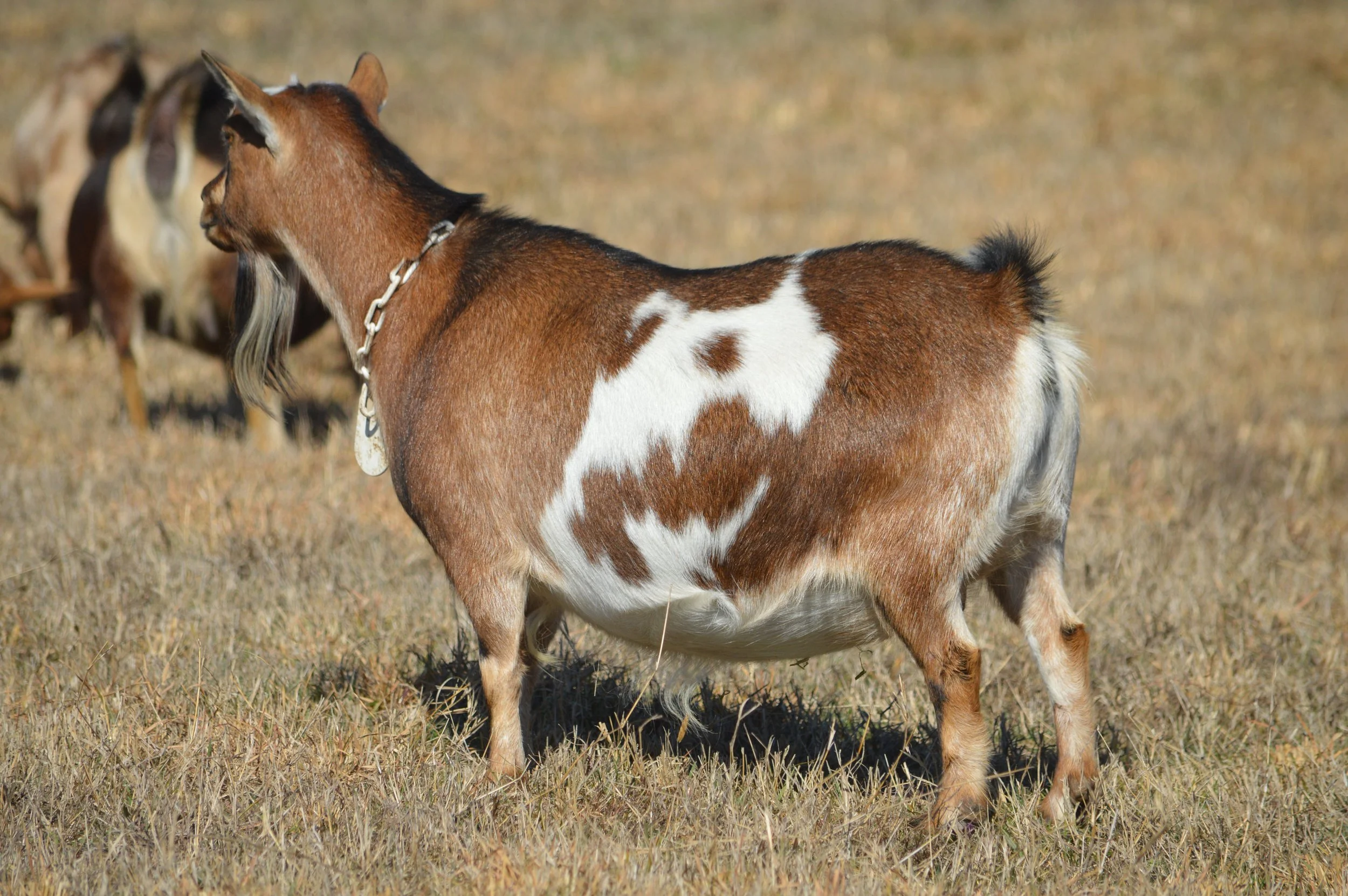 Butterfly pictured 2/12/26