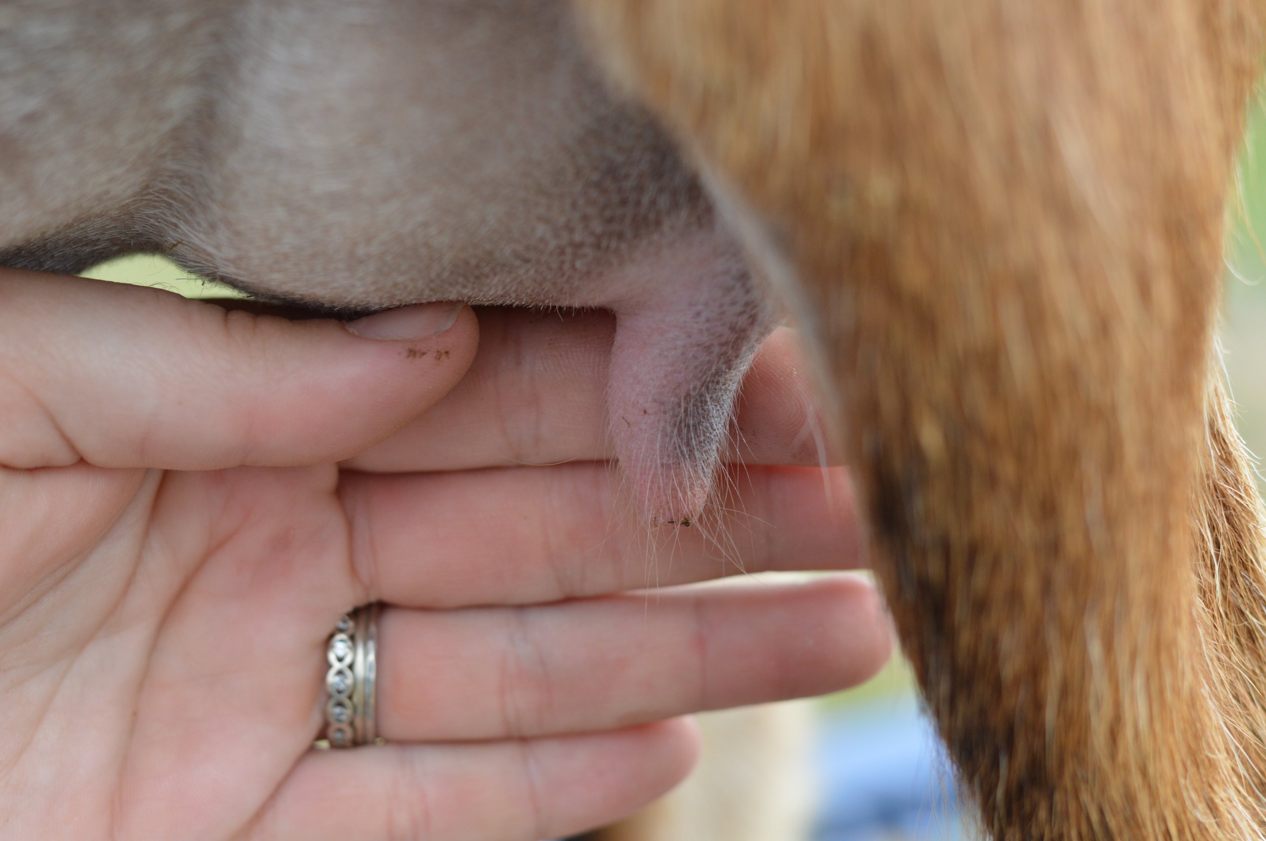 First freshening, kidded 2/18/23 with buck/doe twins; photo taken 3/1/23