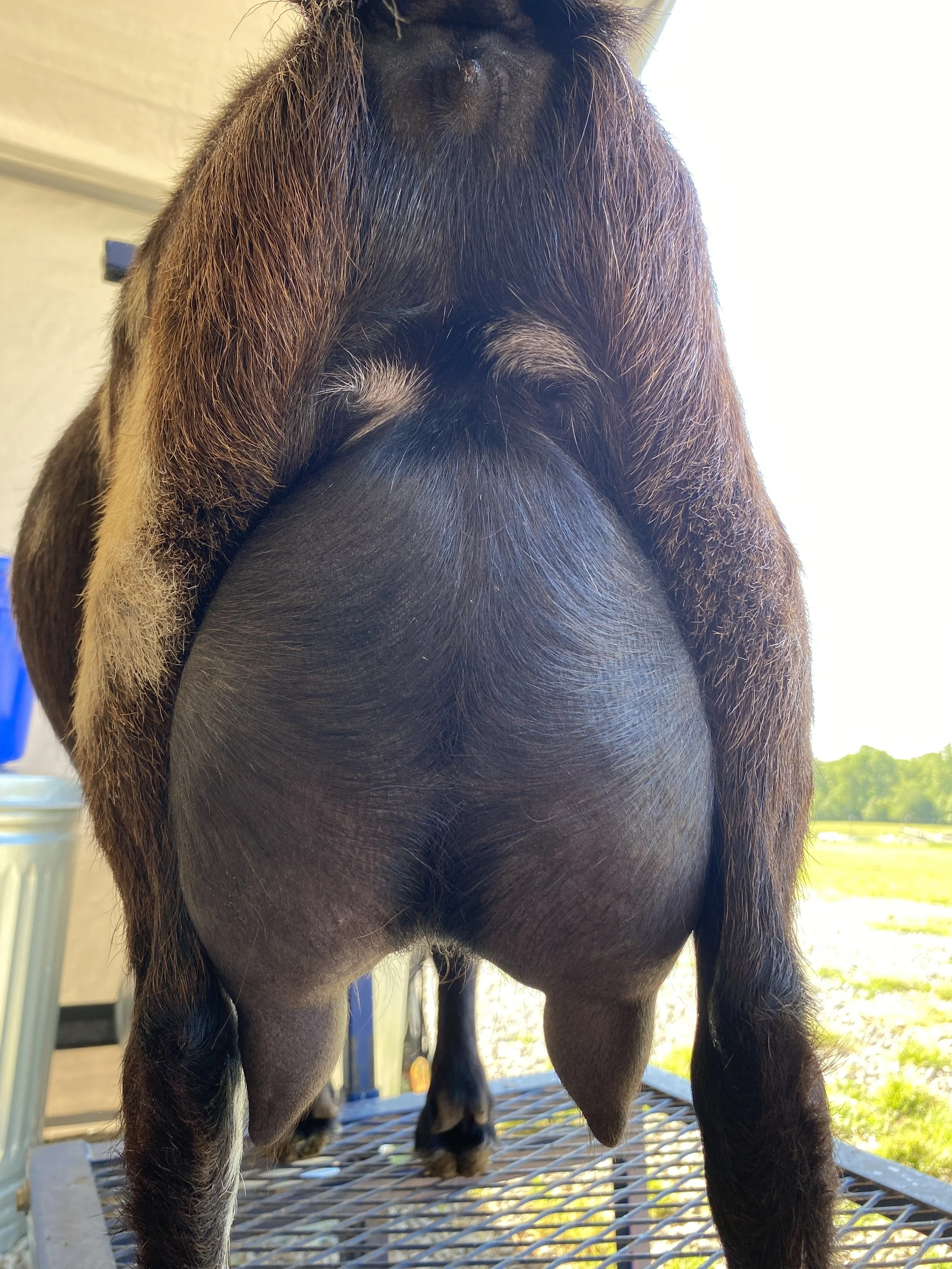 Bindi pictured 5/9/25