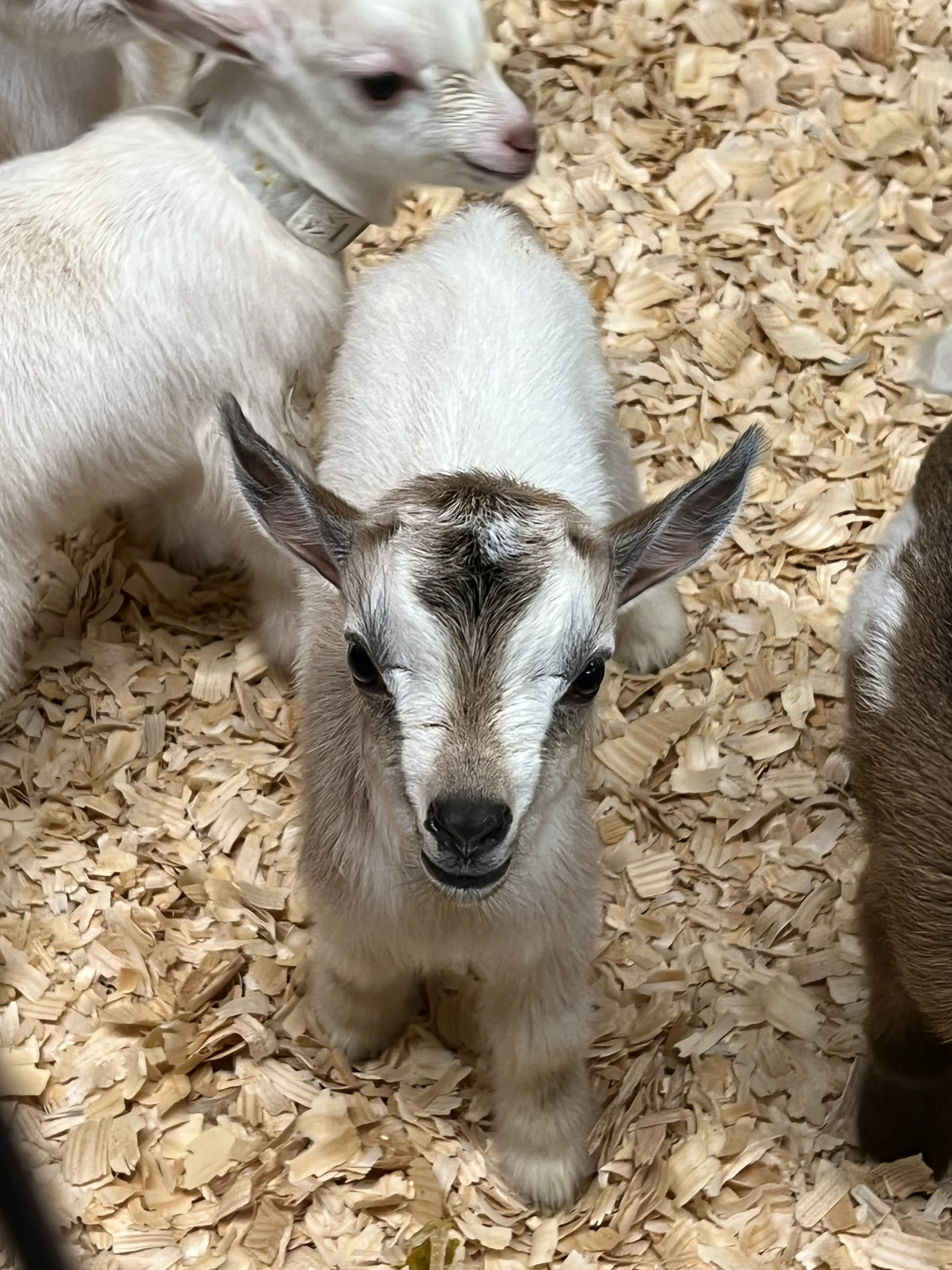 Photo courtesy of Garrett Berry at GTB Farm