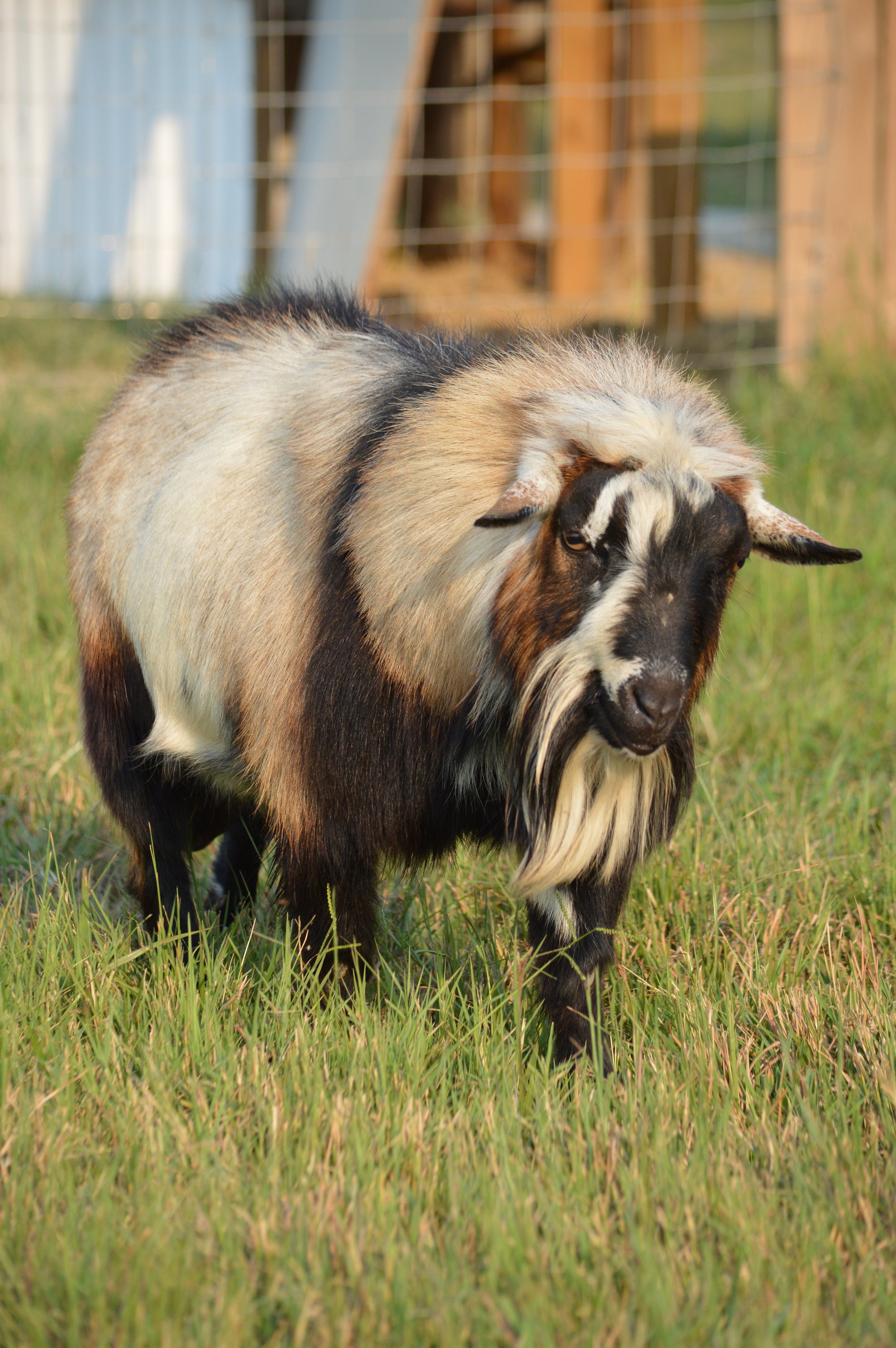 Wise Guy, photo taken 09/10/2021