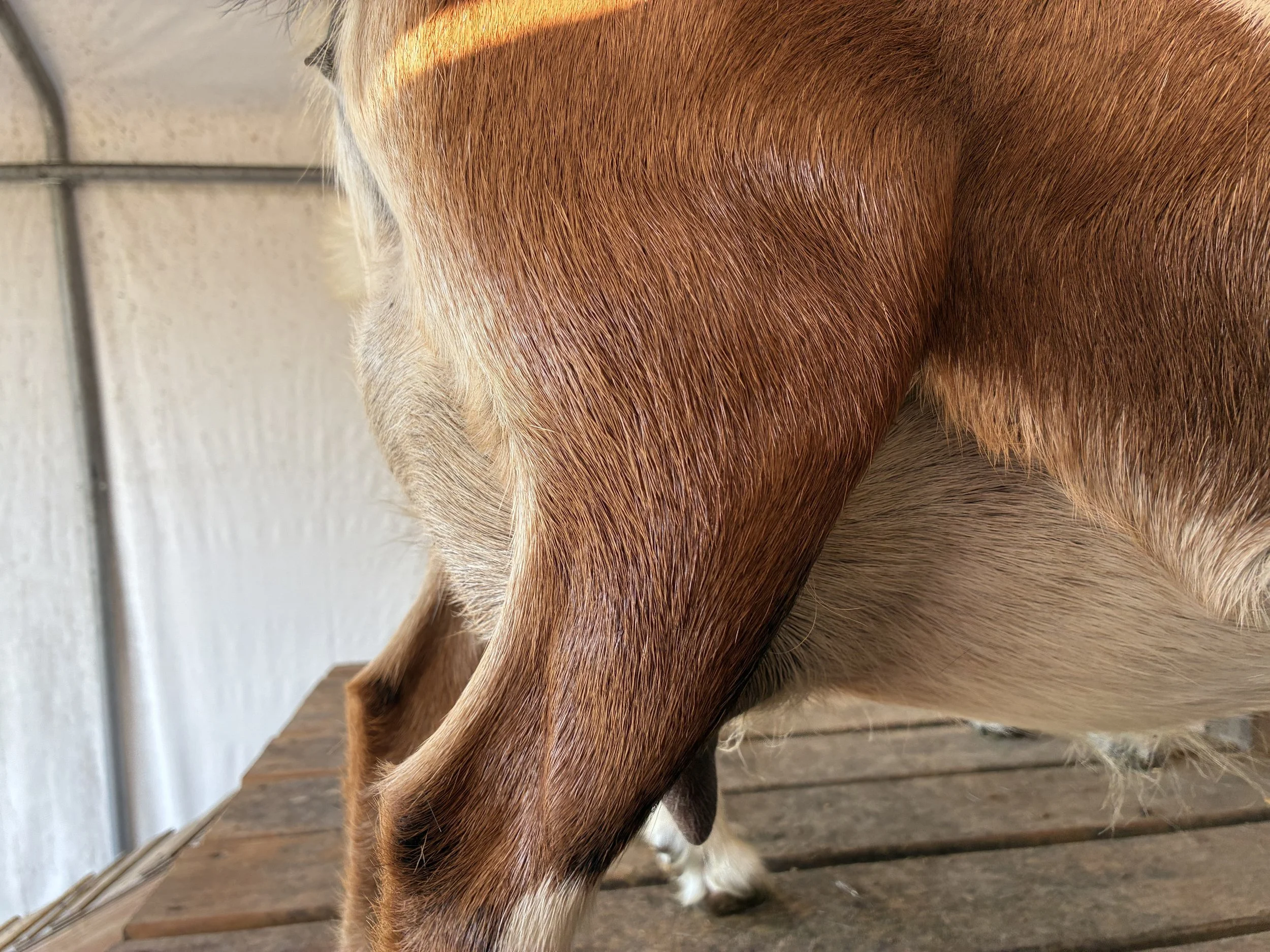 Butterfly pictured 7/30/25