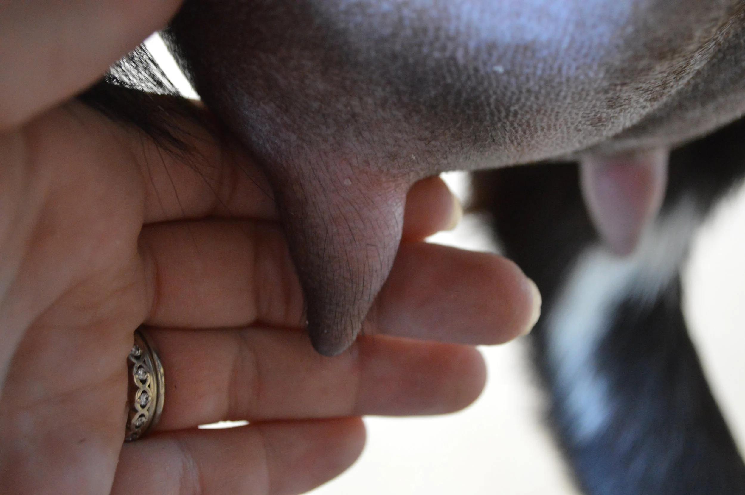 Bindi's first freshening, photo taken 03/28/2022 (freshened 03/21/2022)