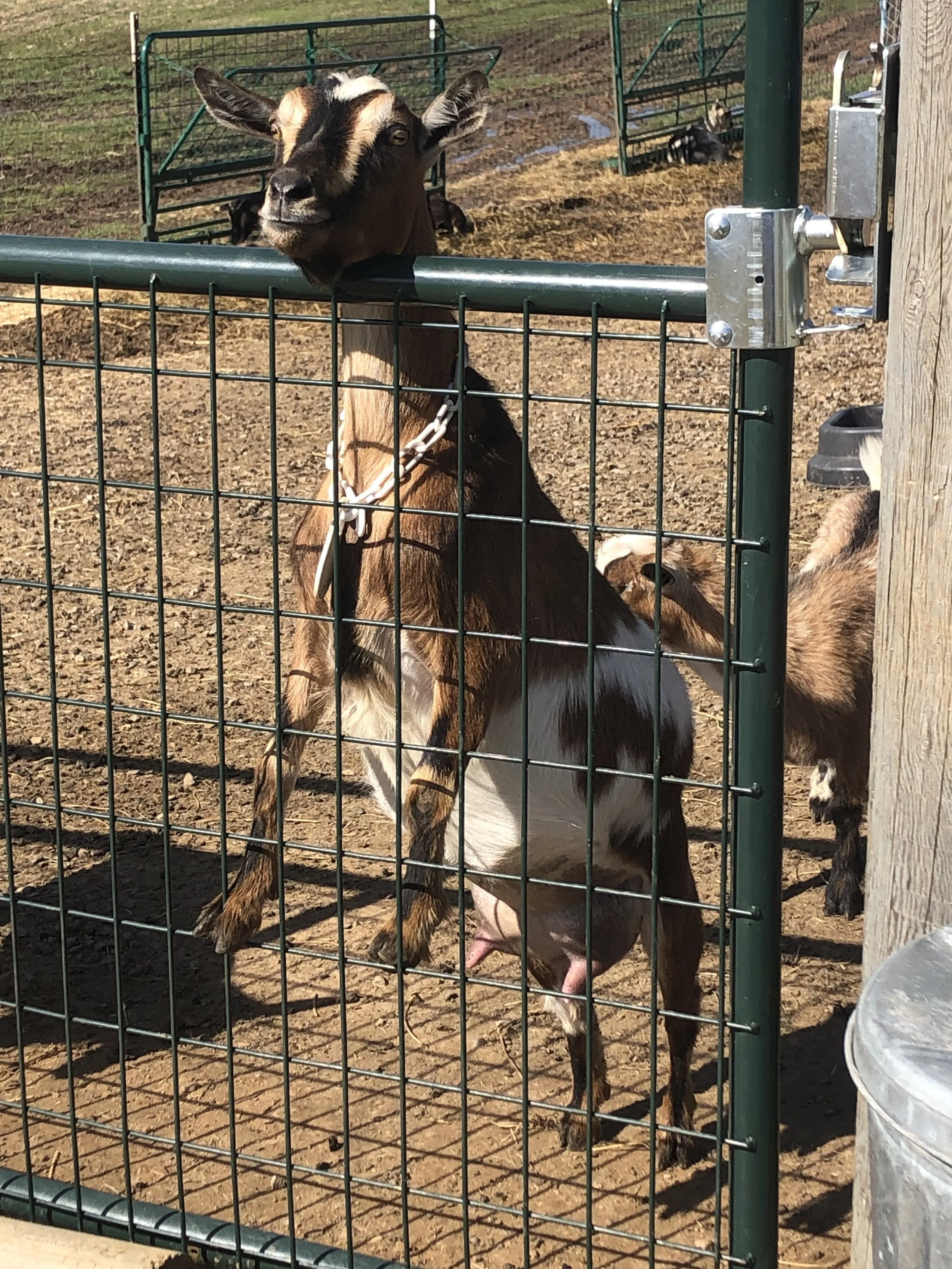 Butterfly pictured 3/26/23