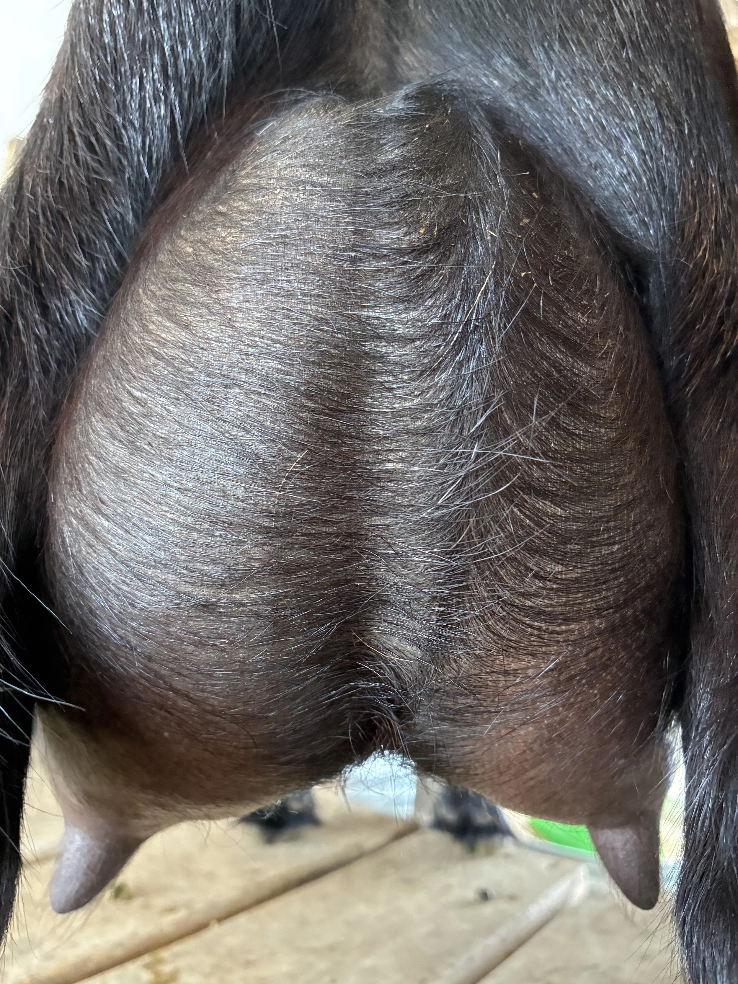 Daytona (FF) pictured 09/04/2025, freshened 06/03/2025