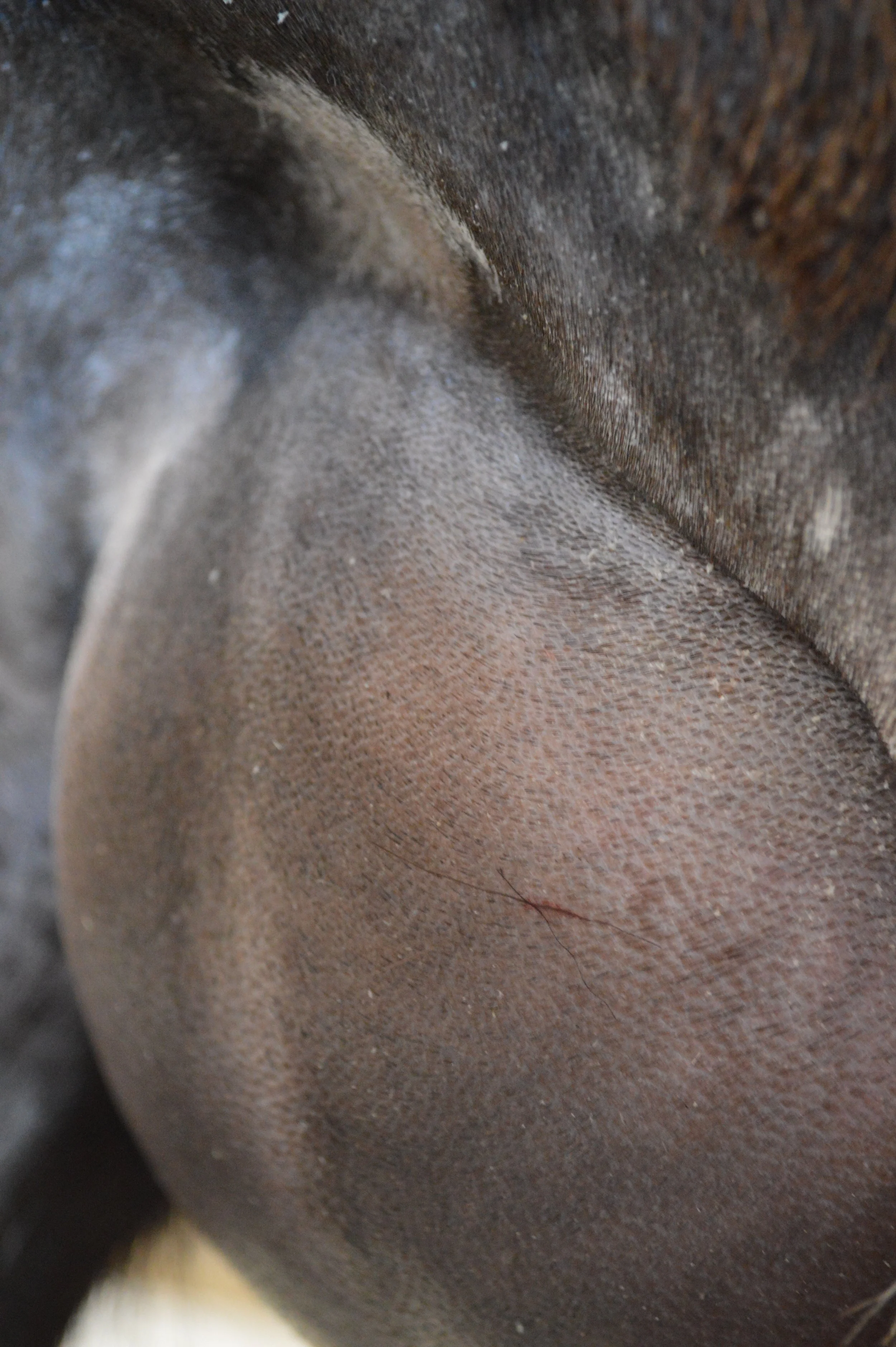 Bindi's first freshening, photo taken 03/28/2022 (freshened 03/21/2022)