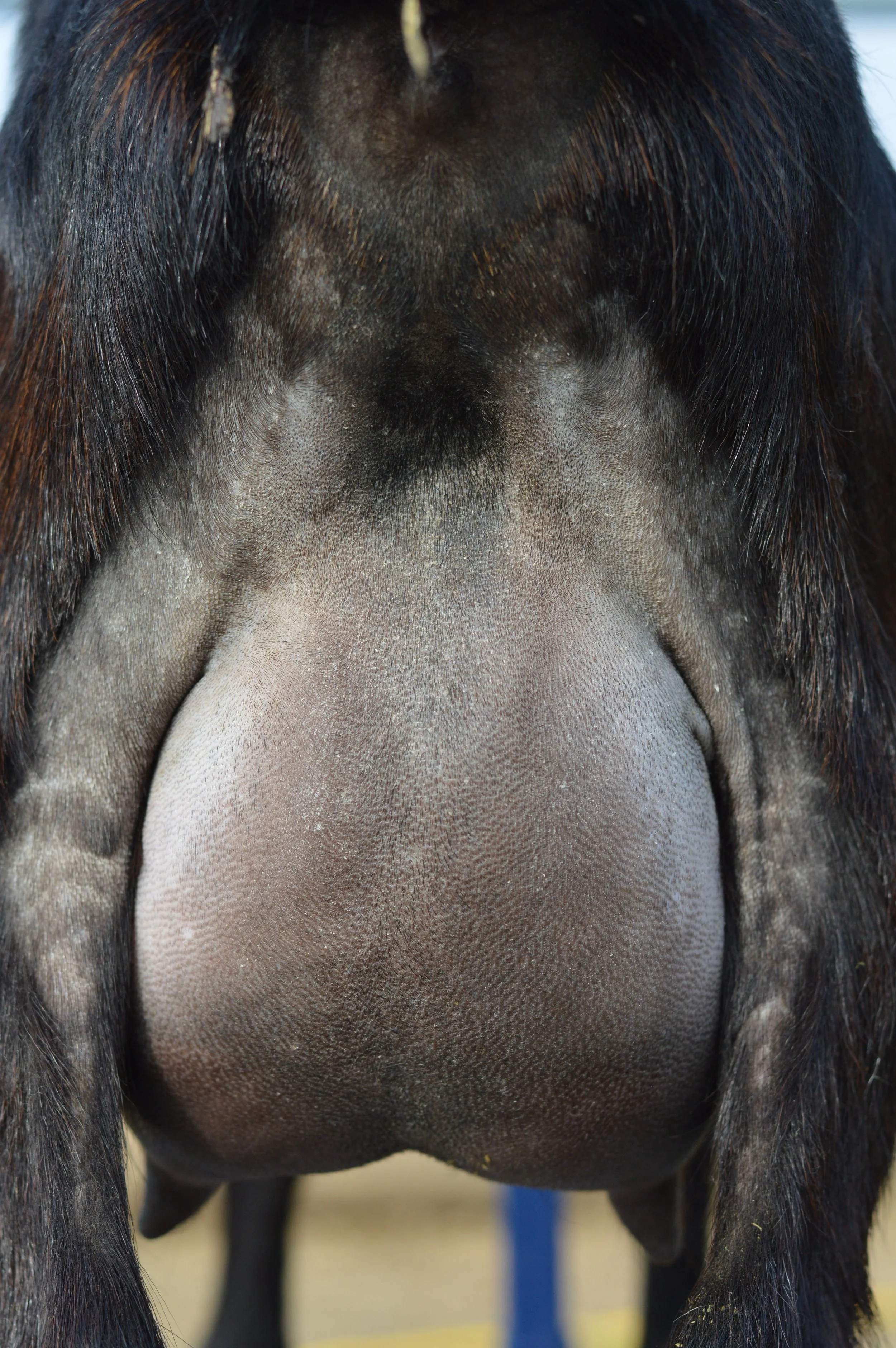 First freshening, kidded 2/10/23 with buck/doe twins; photo taken 3/1/23