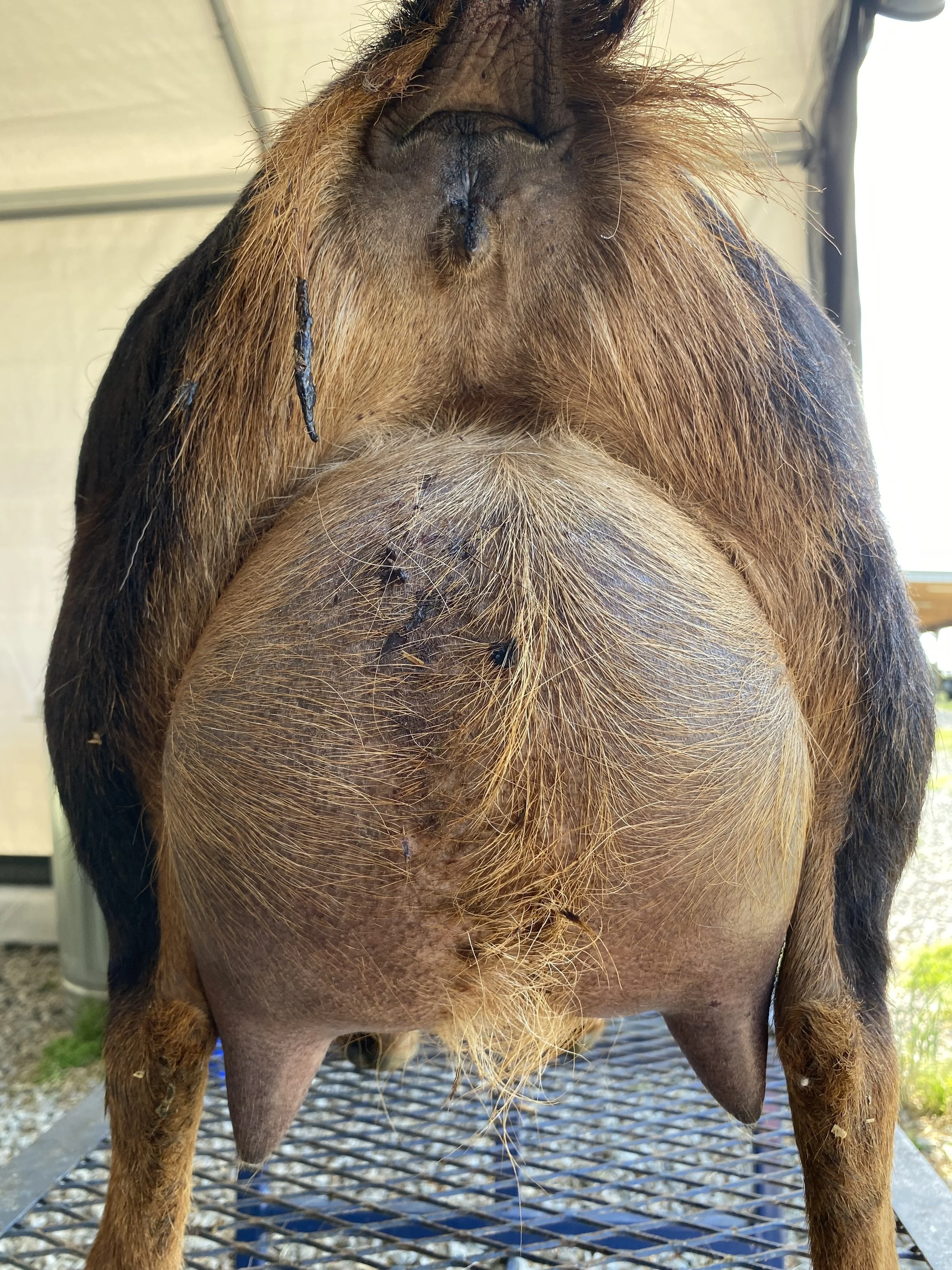 Chandelier pictured 4/22/2025 at 8 years old