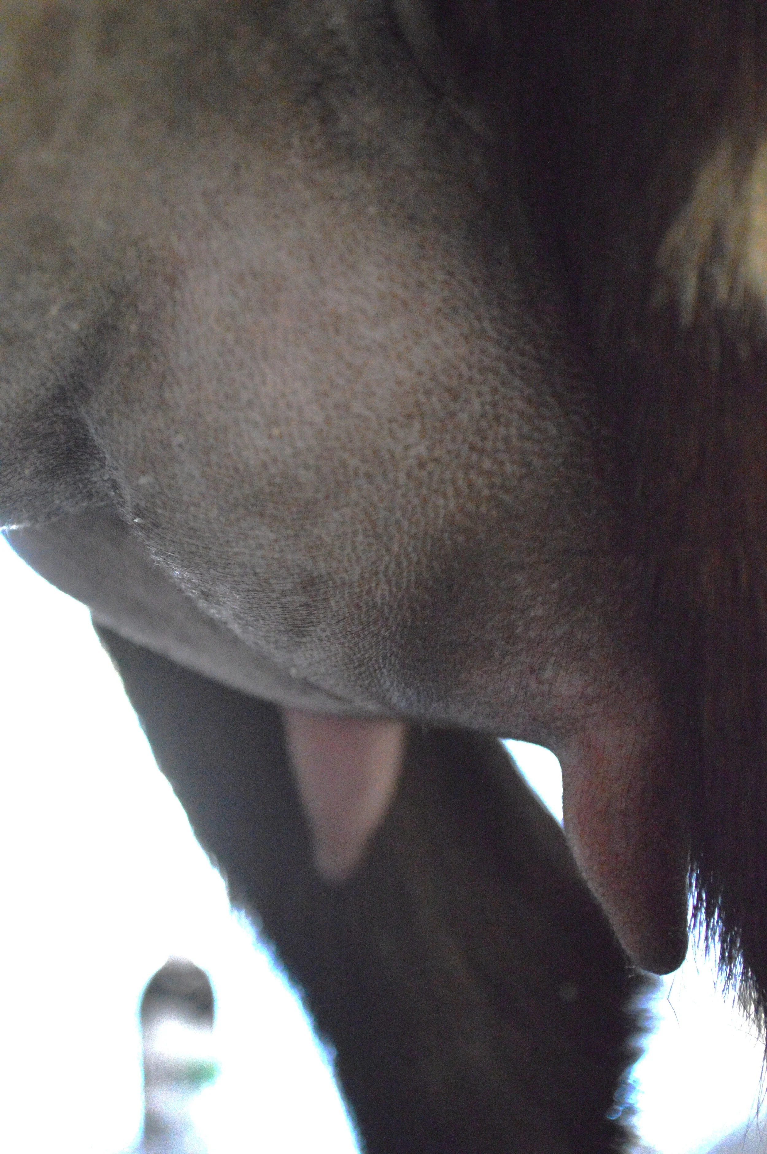 Bindi's first freshening, photo taken 03/28/2022 (freshened 03/21/2022)