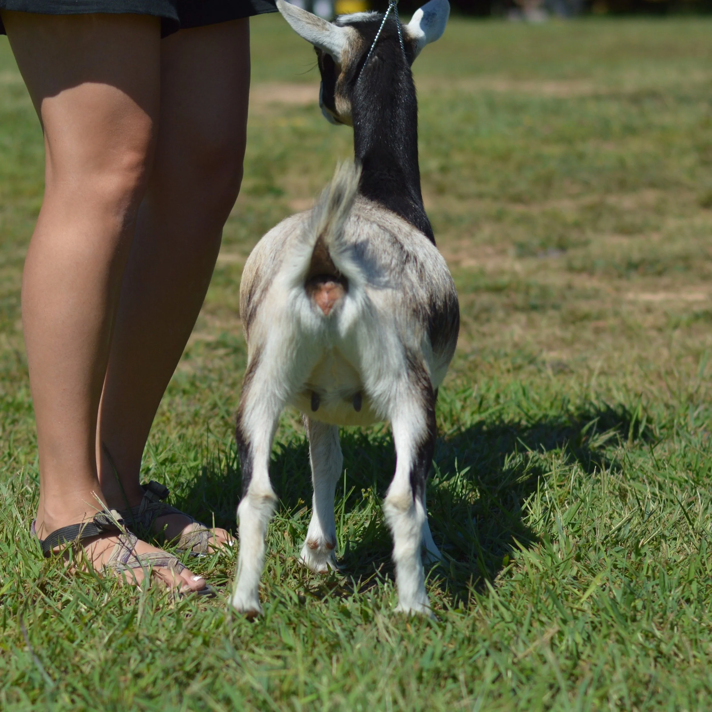 Flamyngo as a dry yearling, photo taken 09/12/2022