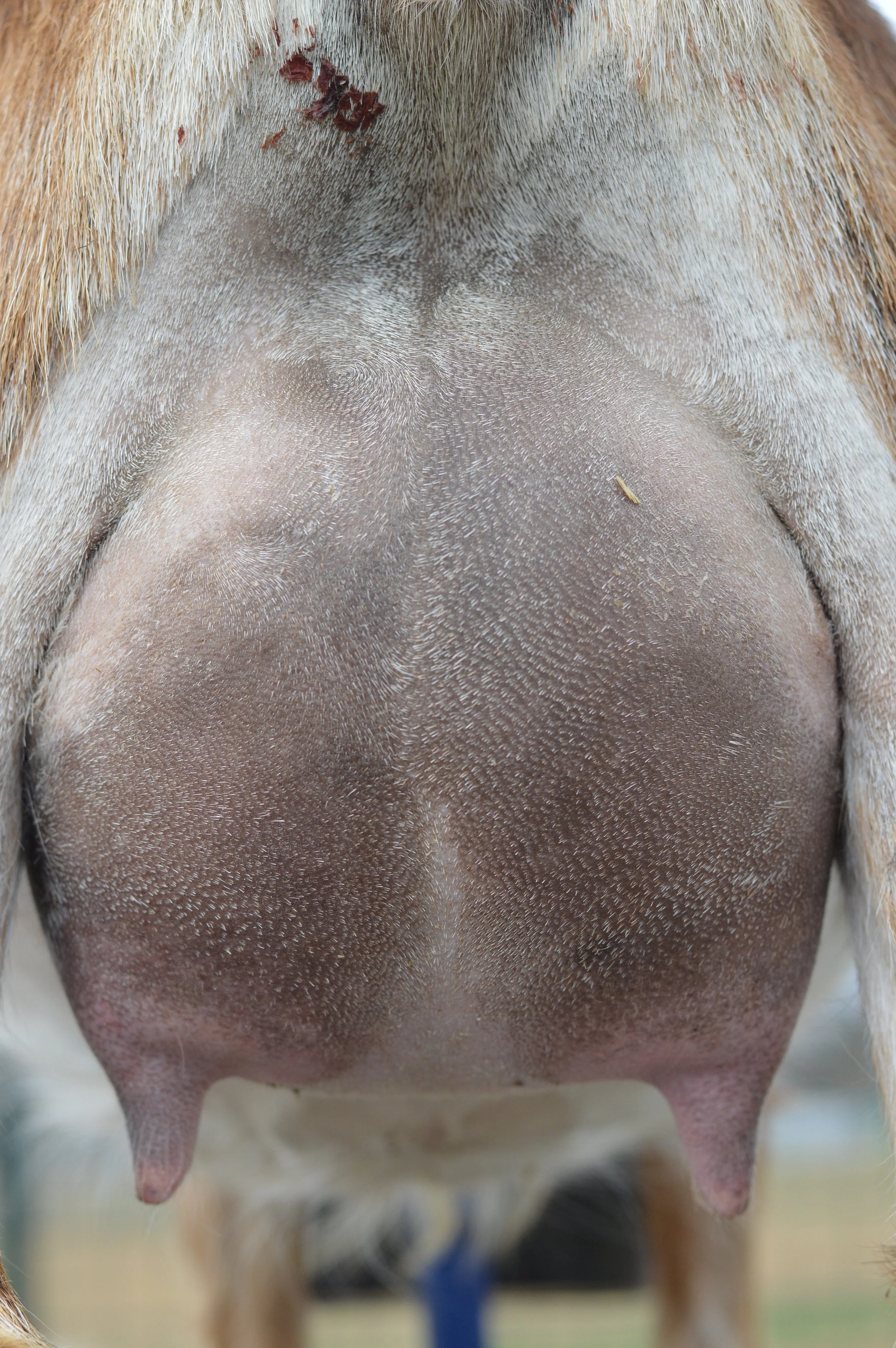 First freshening, kidded 2/18/23 with buck/doe twins; photo taken 3/1/23
