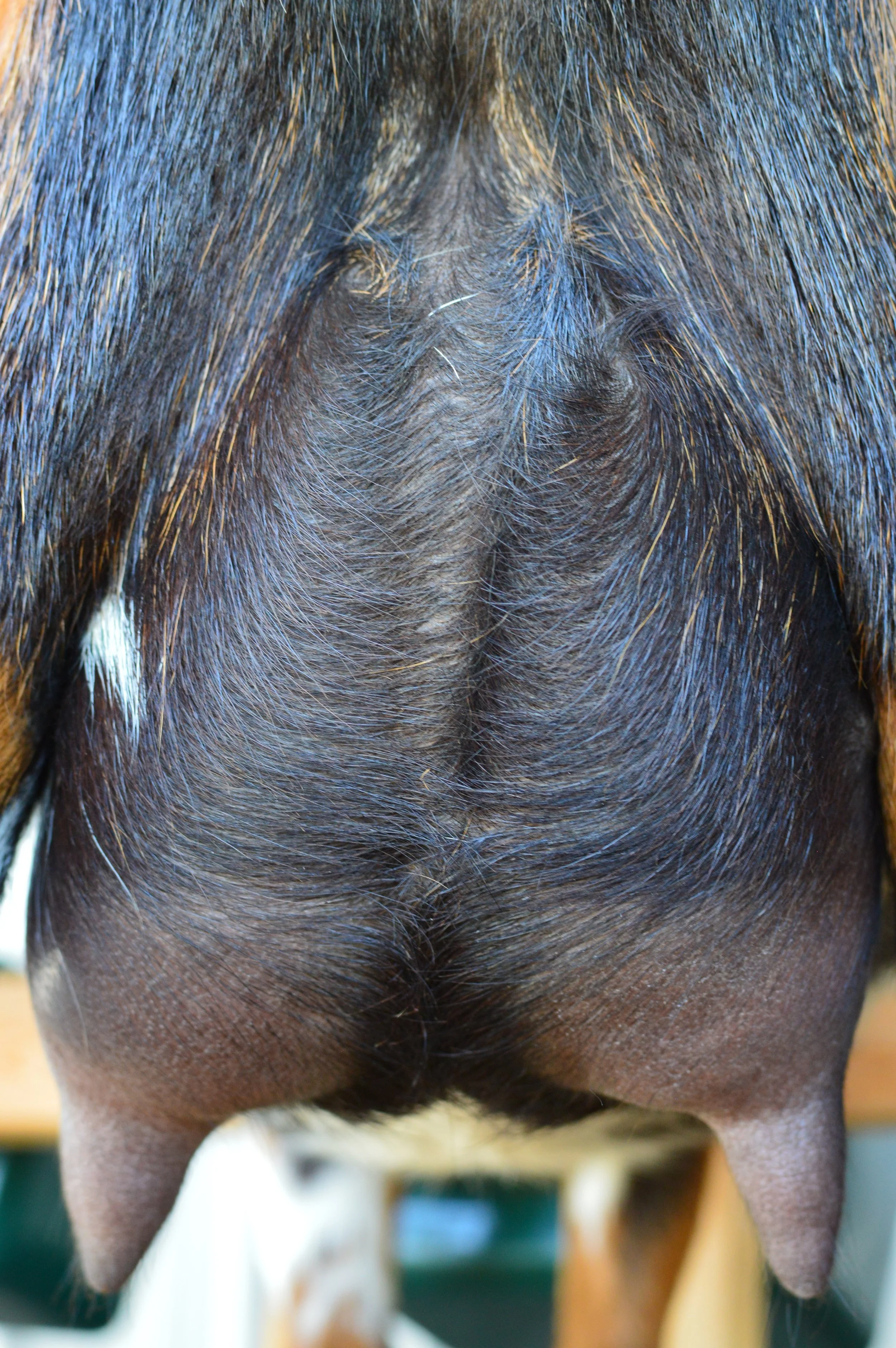 Fruity's first freshening udder, photo taken 07/27/2023 (freshened 04/04/2023 w/a single)