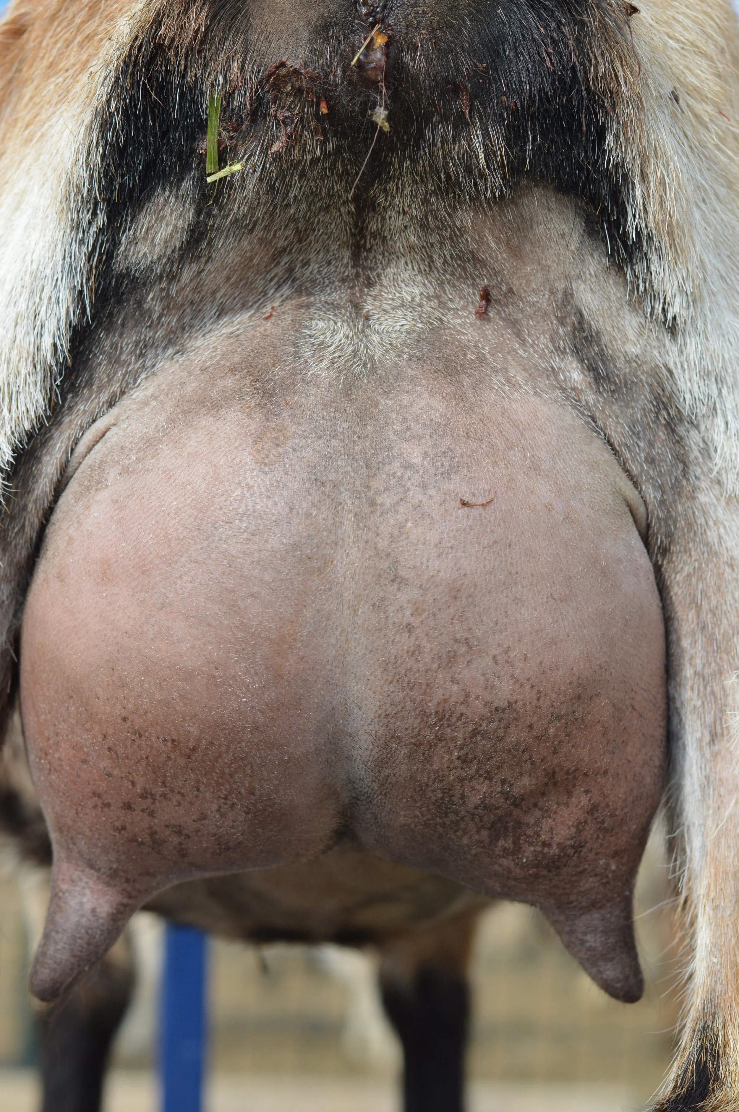 Second freshening, kidded 2/18/23 with triplets, 2 does (1 DOA) & 1 buckling; photo taken 3/1/23