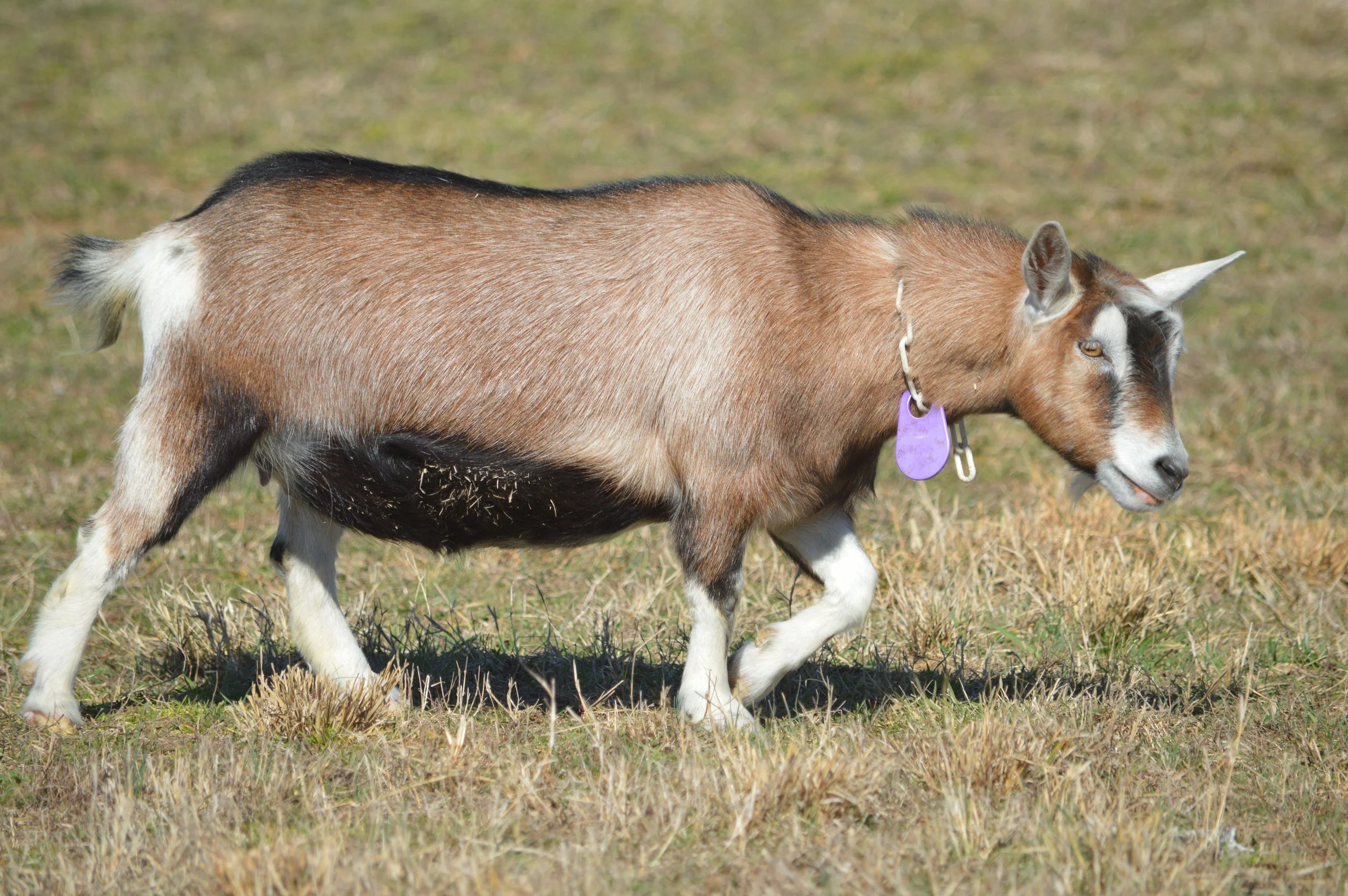 Shrimp pictured dry, photo taken 02/12/2026