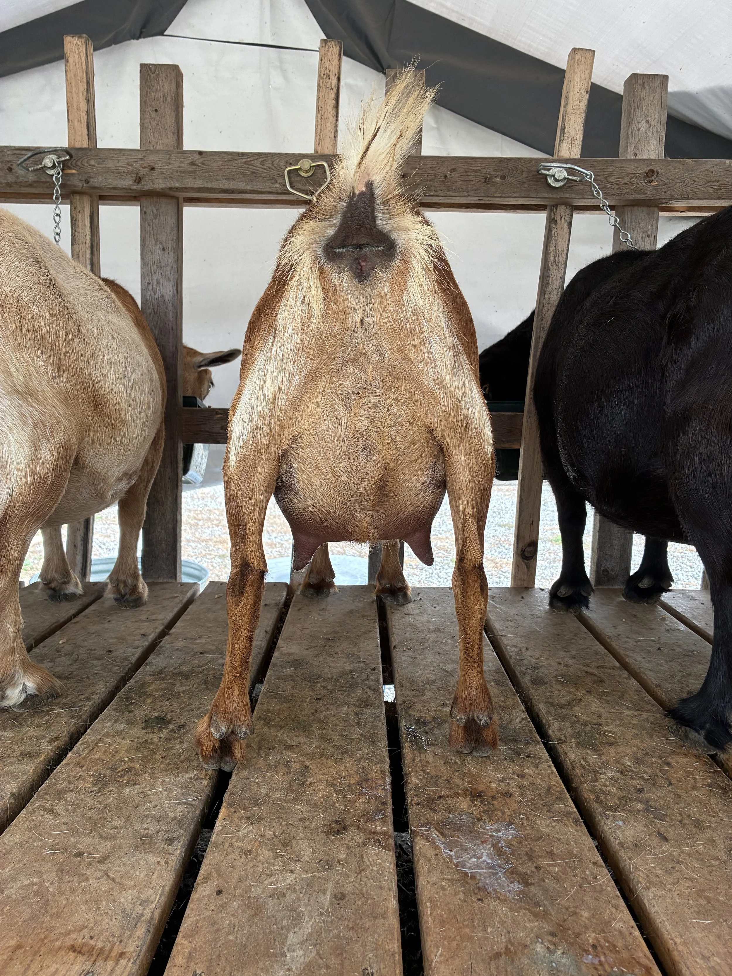 Love (3F) pictured 9/4/25