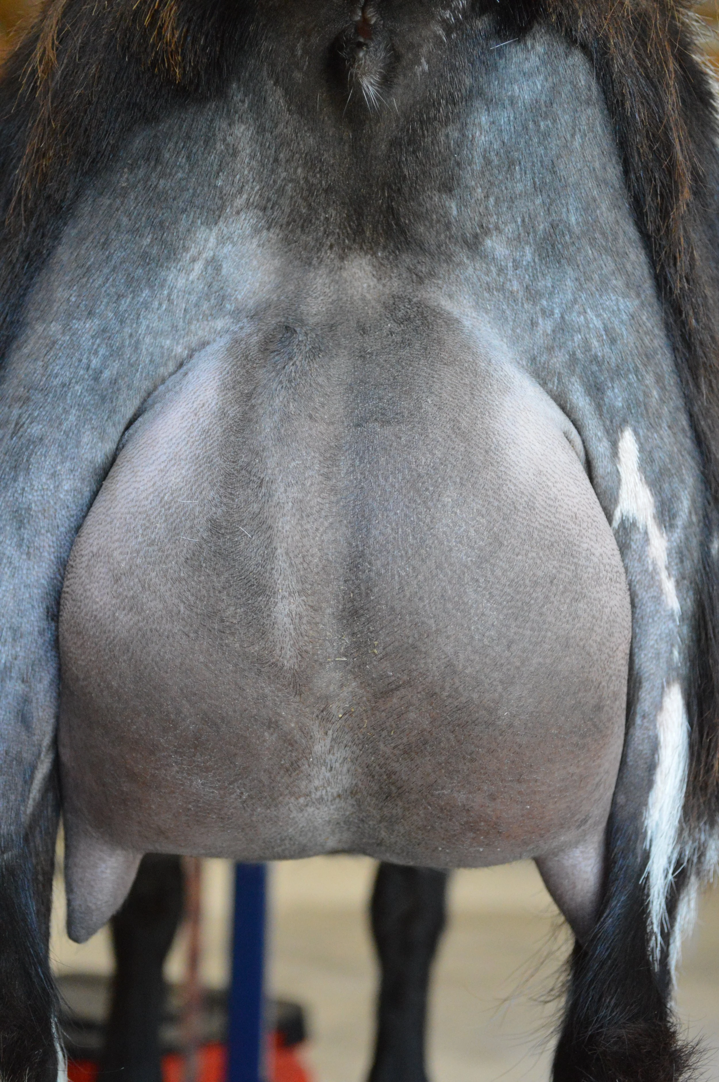 Penny's second freshening, photo taken 05/28/2022 (freshened 05/07/2022)