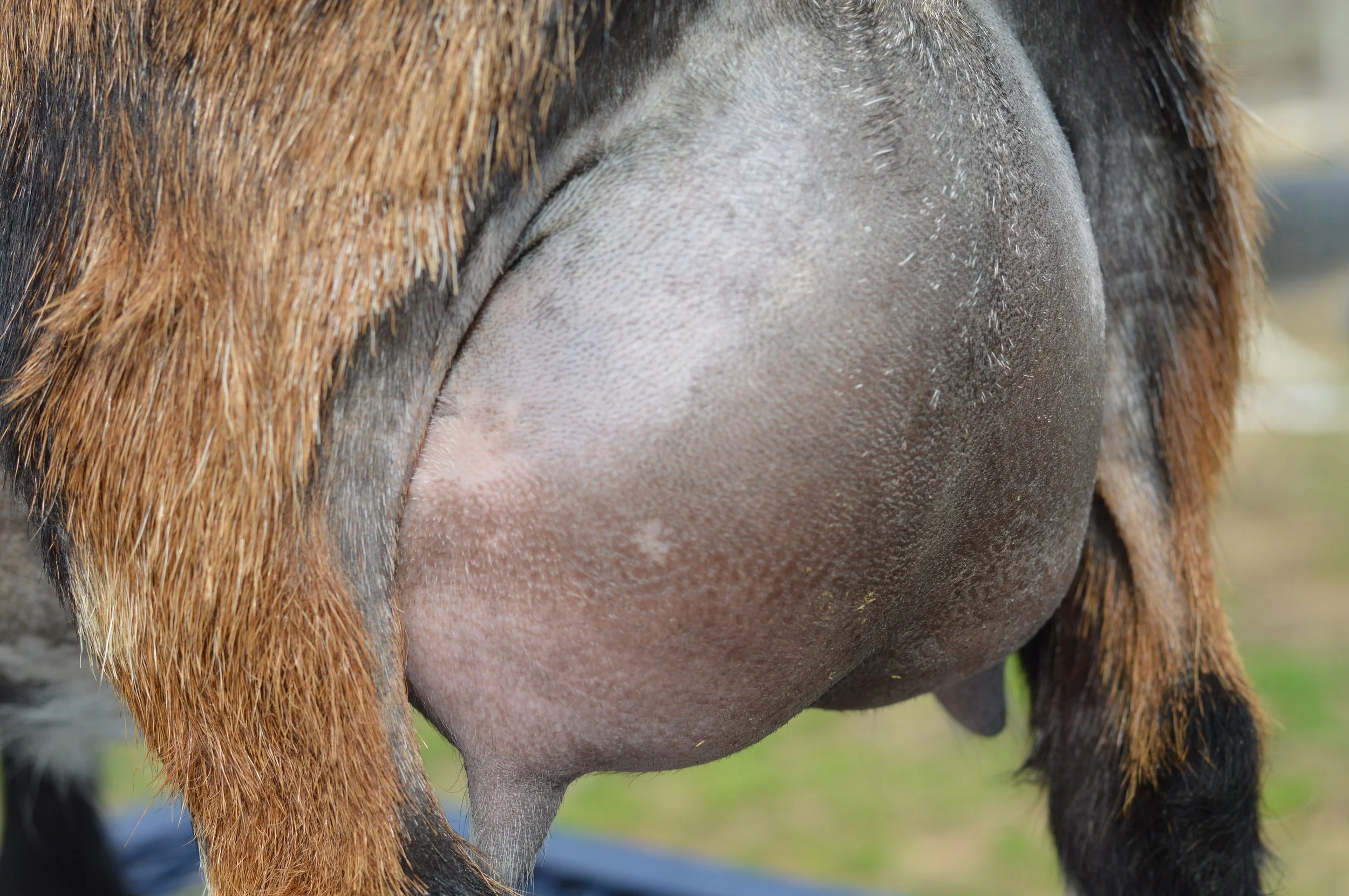 First freshening, kidded 2/13/23 with twin bucklings; photo taken 3/1/23