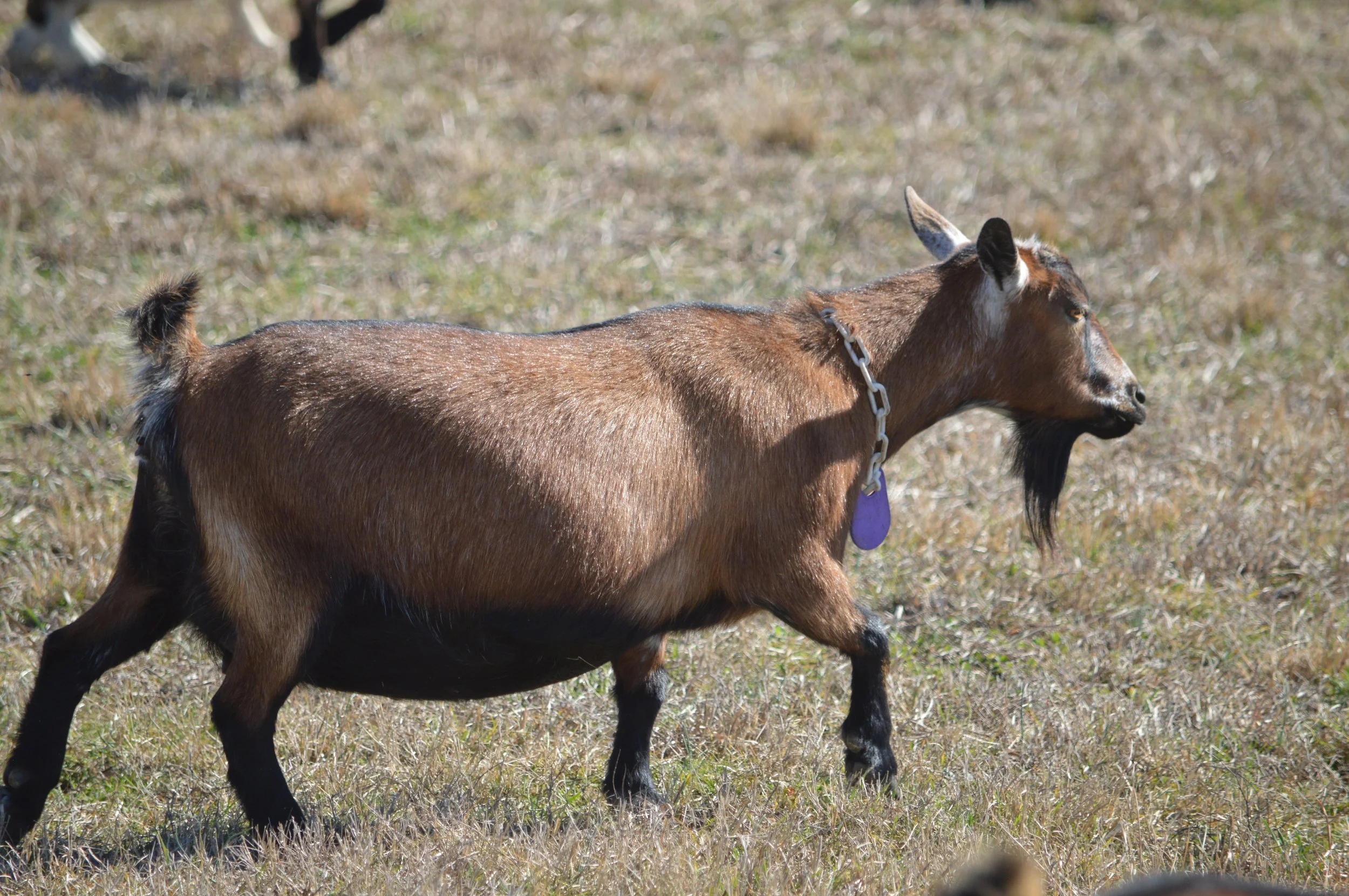 Lou pictured 2/12/26