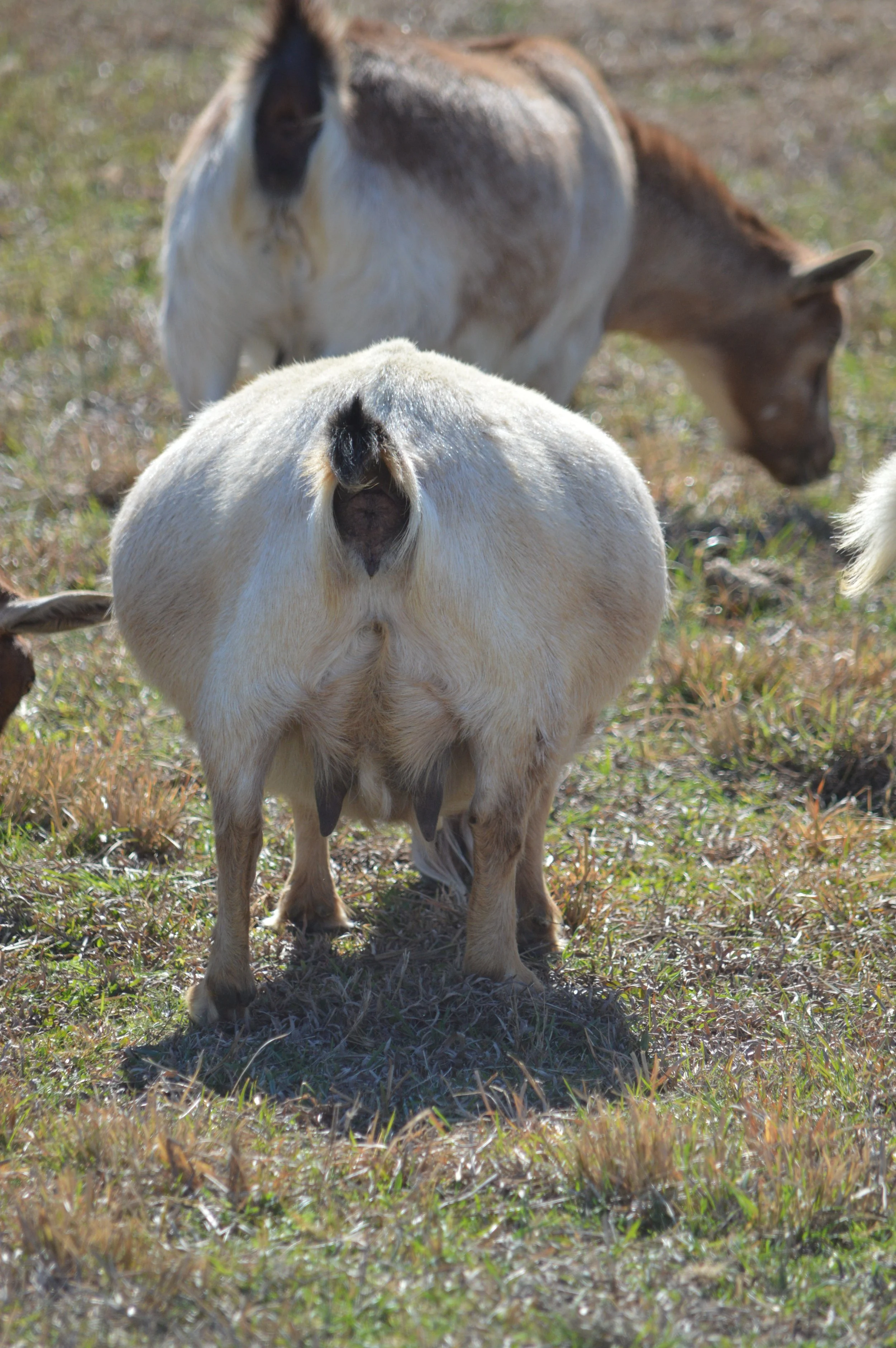 Rosie pictured 2/12/26 as an almost 11 year old