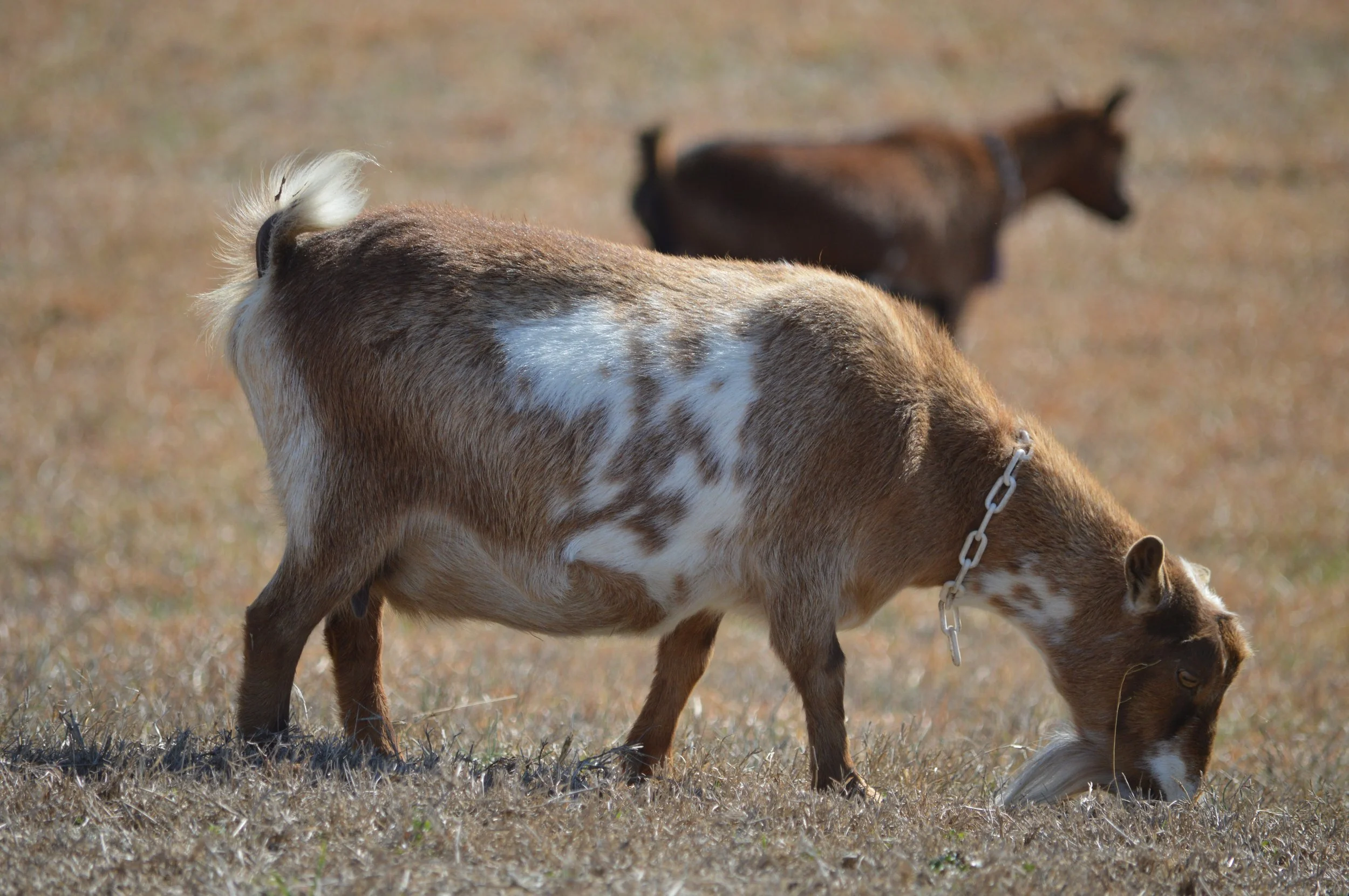 Love pictured 2/12/26