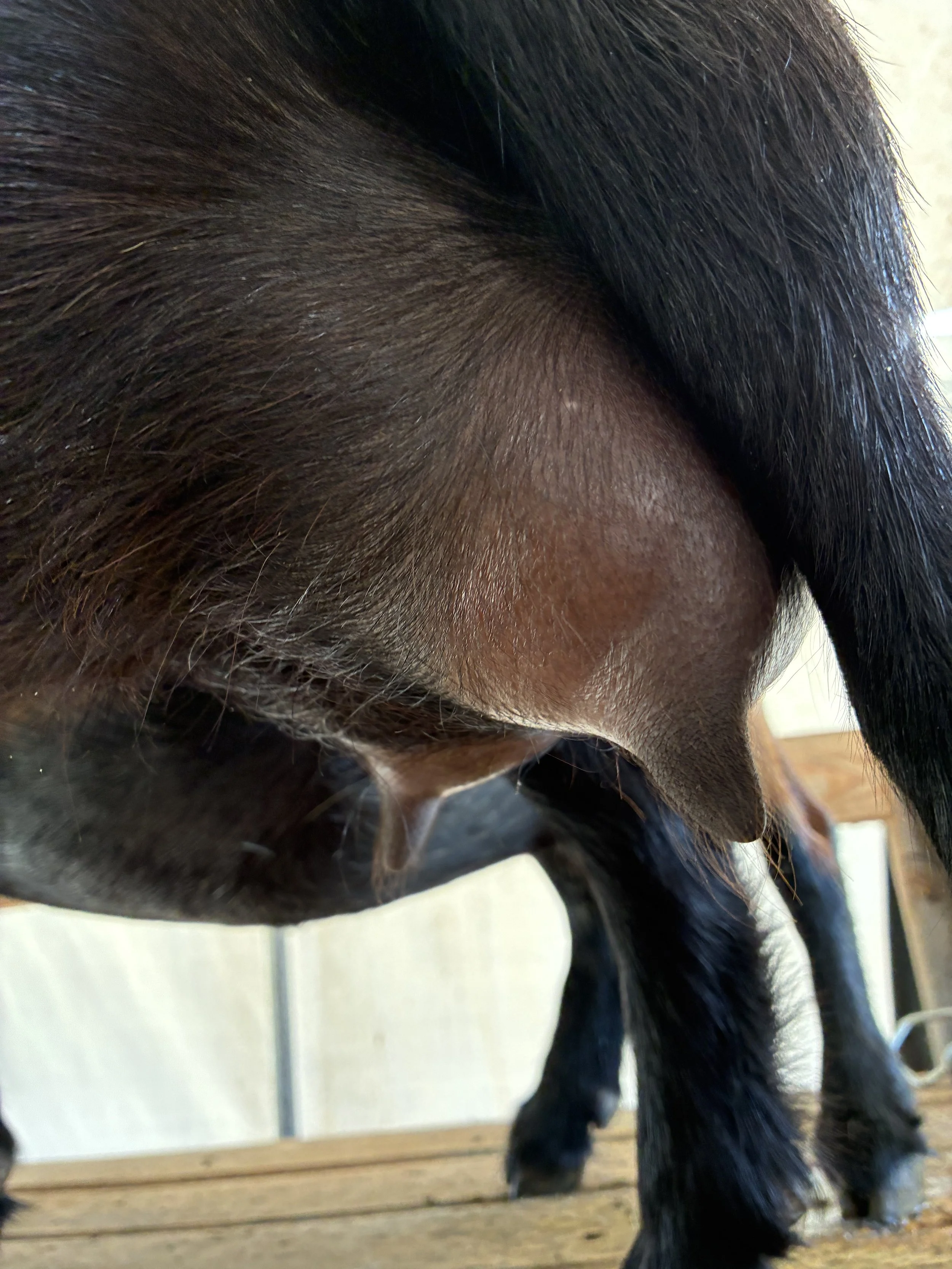 Daytona (FF) pictured 09/03/2025, freshened 06/03/2025