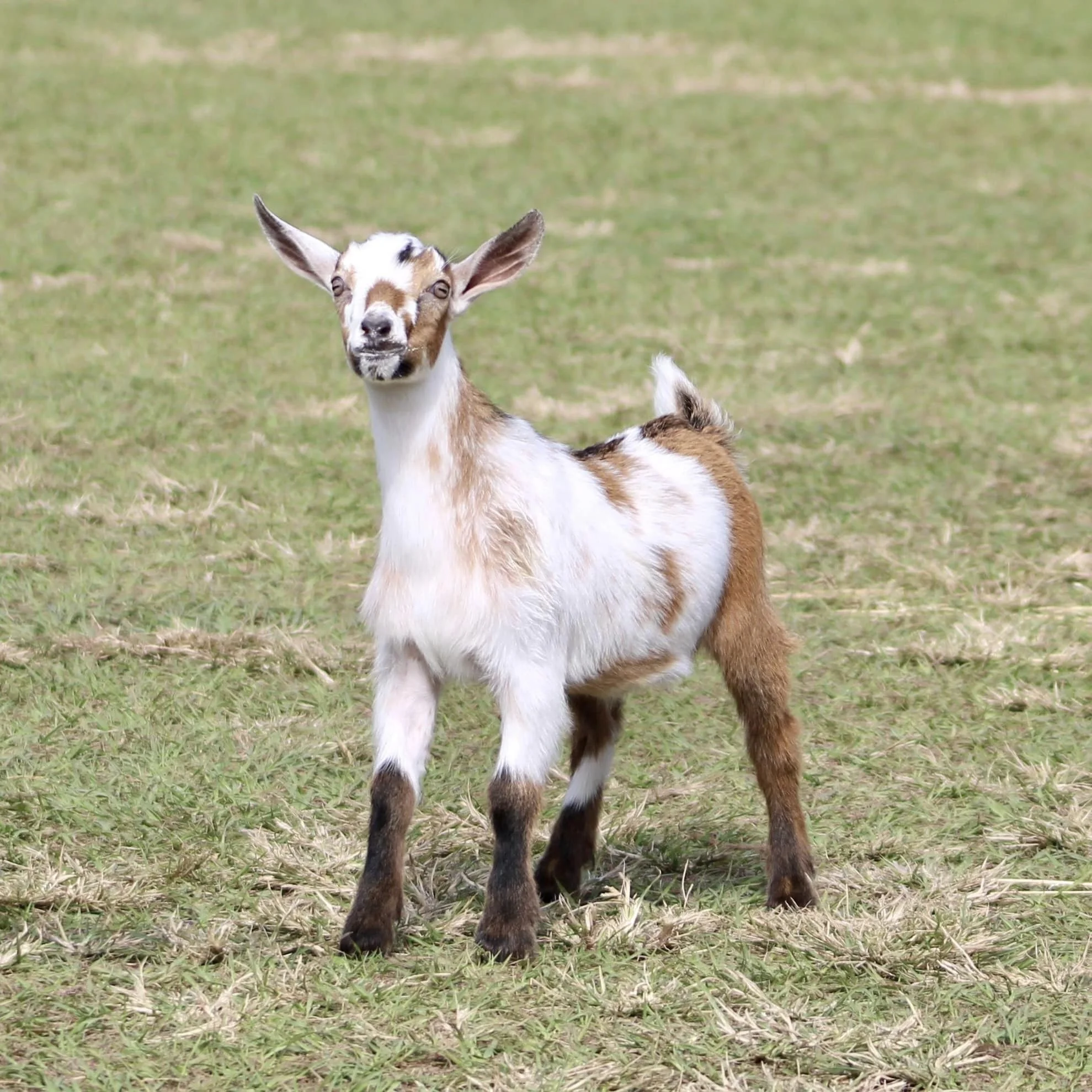 Endi as a kid, photo courtesy of Winning Streak Nigerians