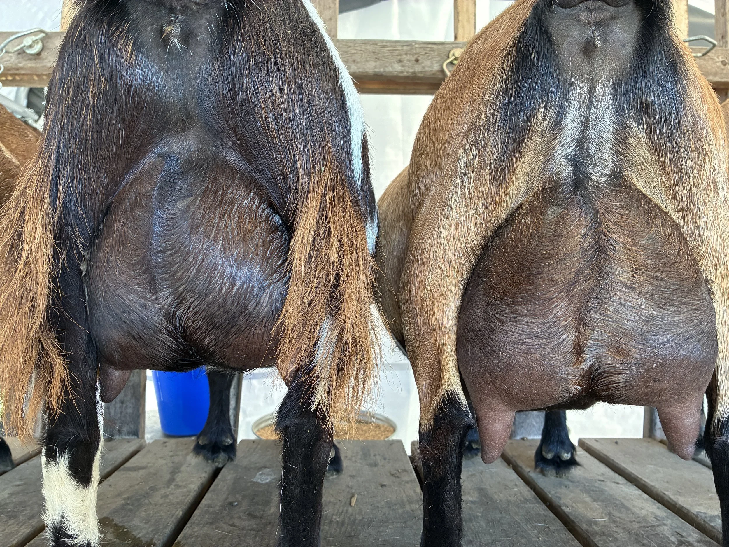 Penny (L) pictured 7/17/25