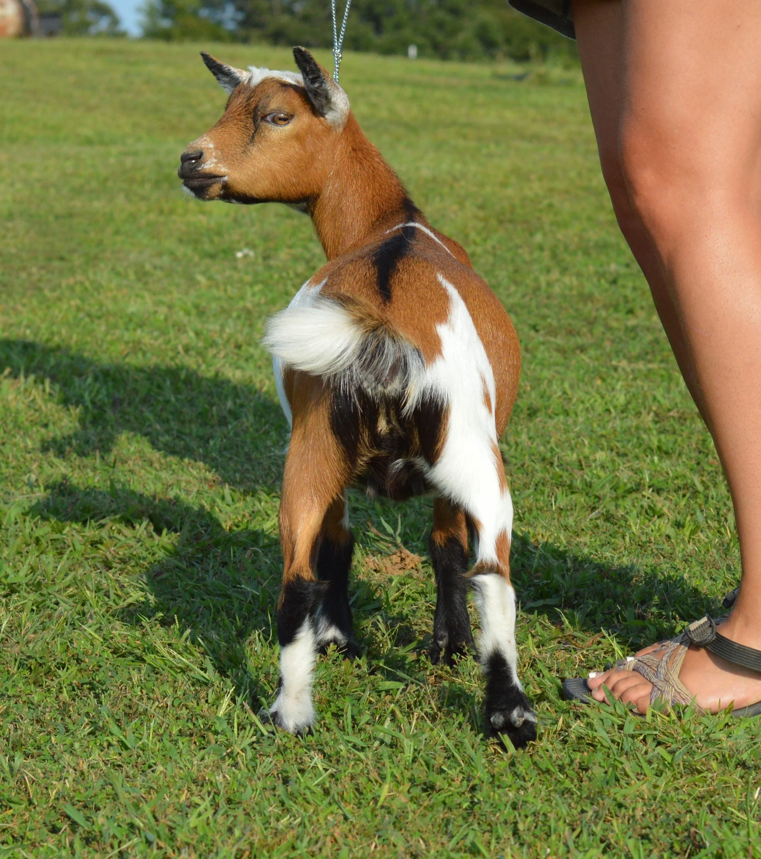 Belle as a junior, photo taken 09/19/2022