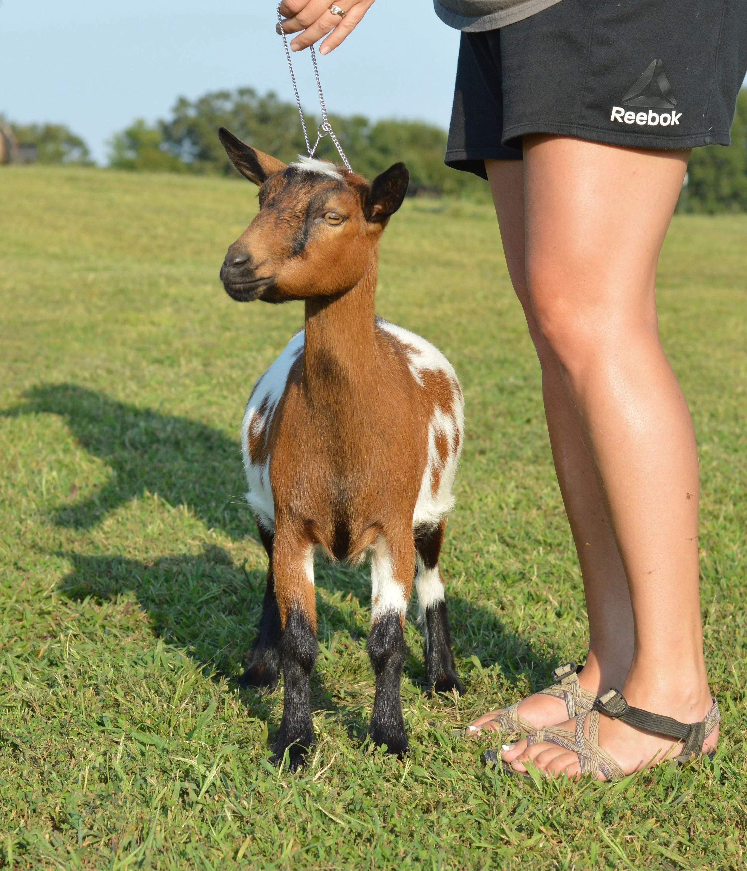 Fruity as a dry yearling, photo taken 09/14/2022