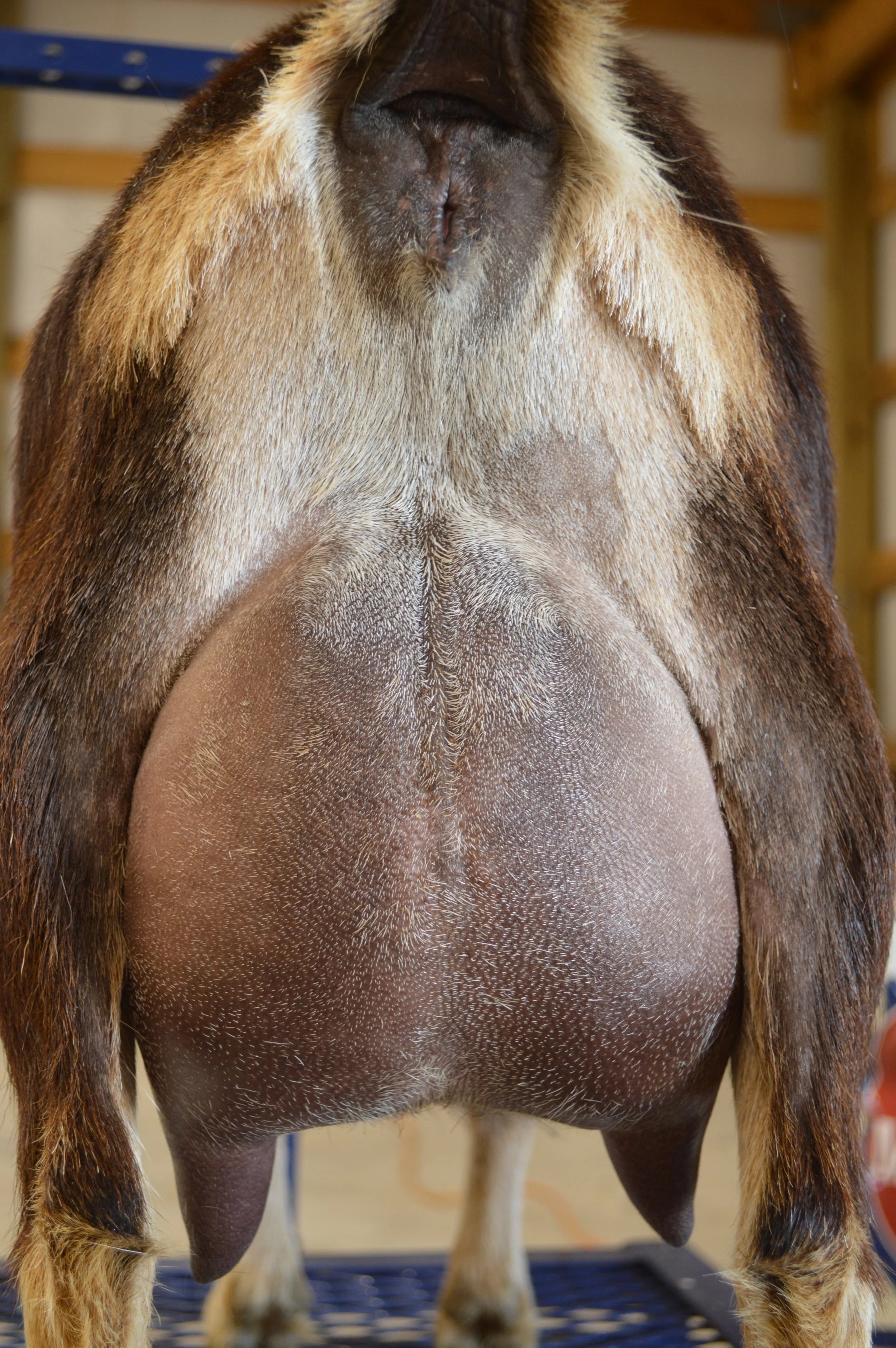 Tippy's second freshening, photo taken 03/08/2022 (freshened 02/07/2022)