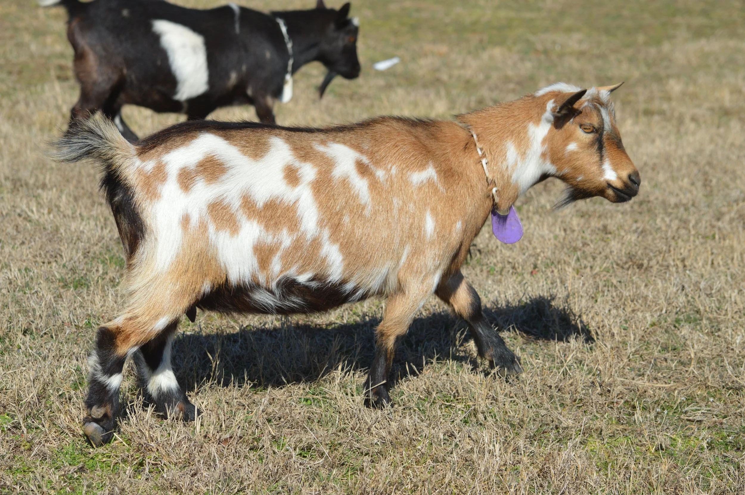 Quita pictured dry, photo taken 2/12/2026