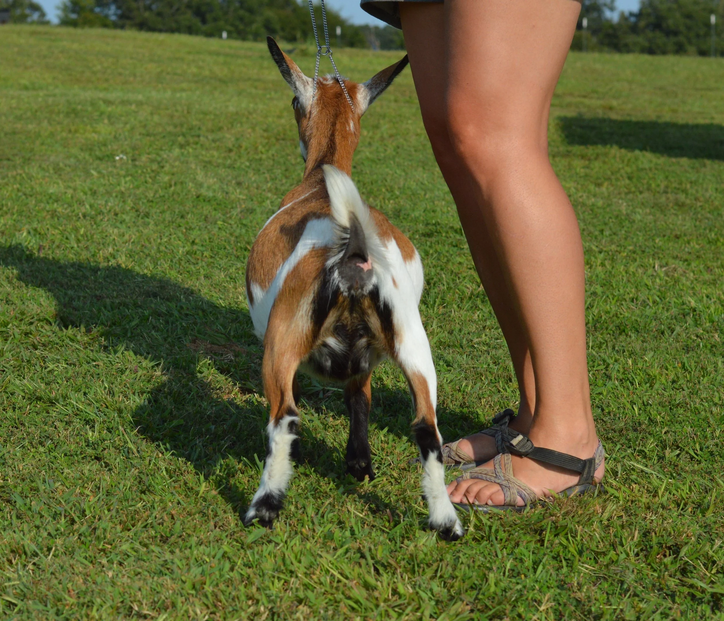 Abilene as a junior, photo taken 09/16/2022