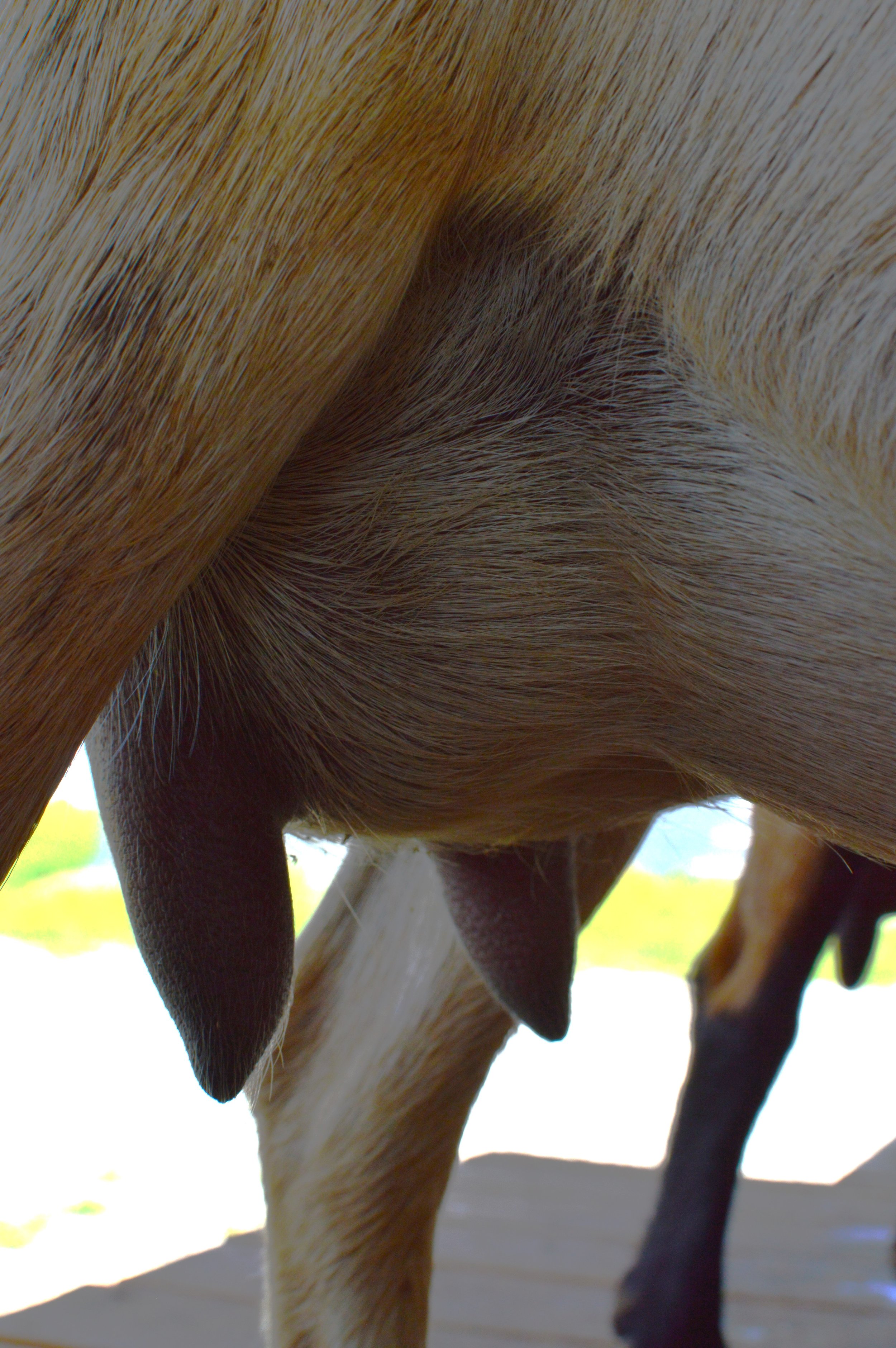 First freshening, photo taken 7/15/2023