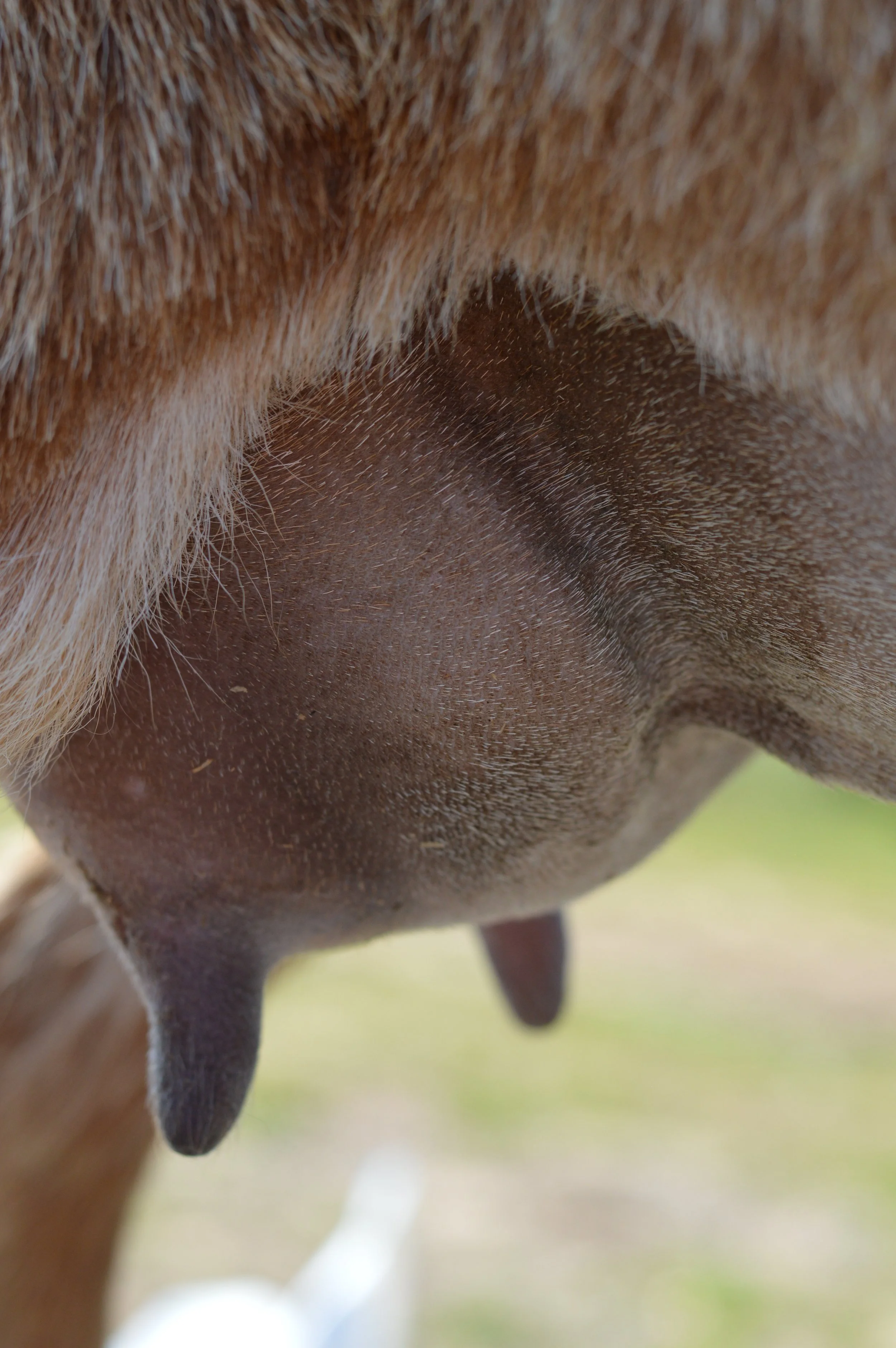 Love's first freshening, photo taken 03/29/2023 (freshened 03/10/2023)