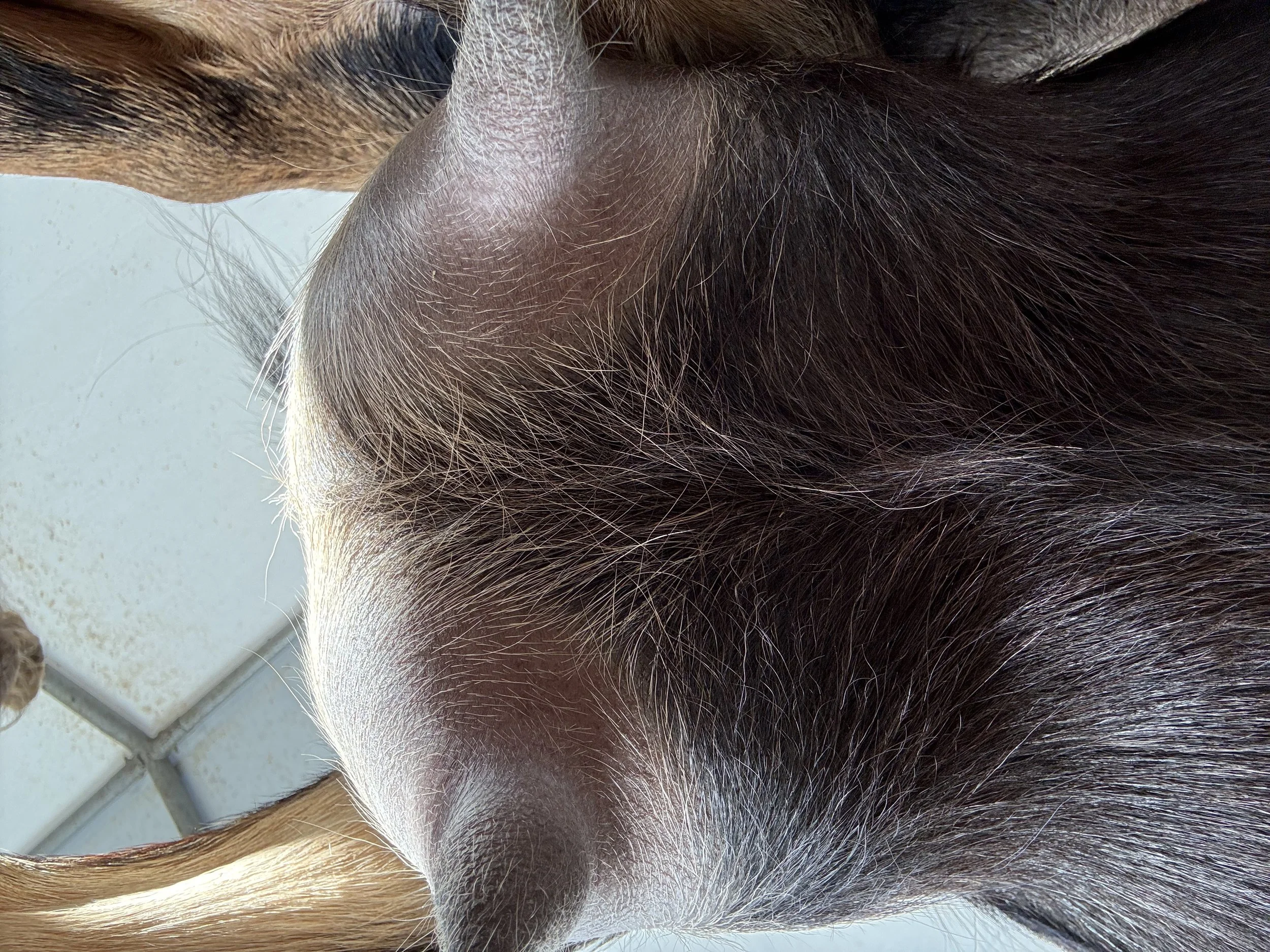 Chunky (2F) pictured 10/19/25