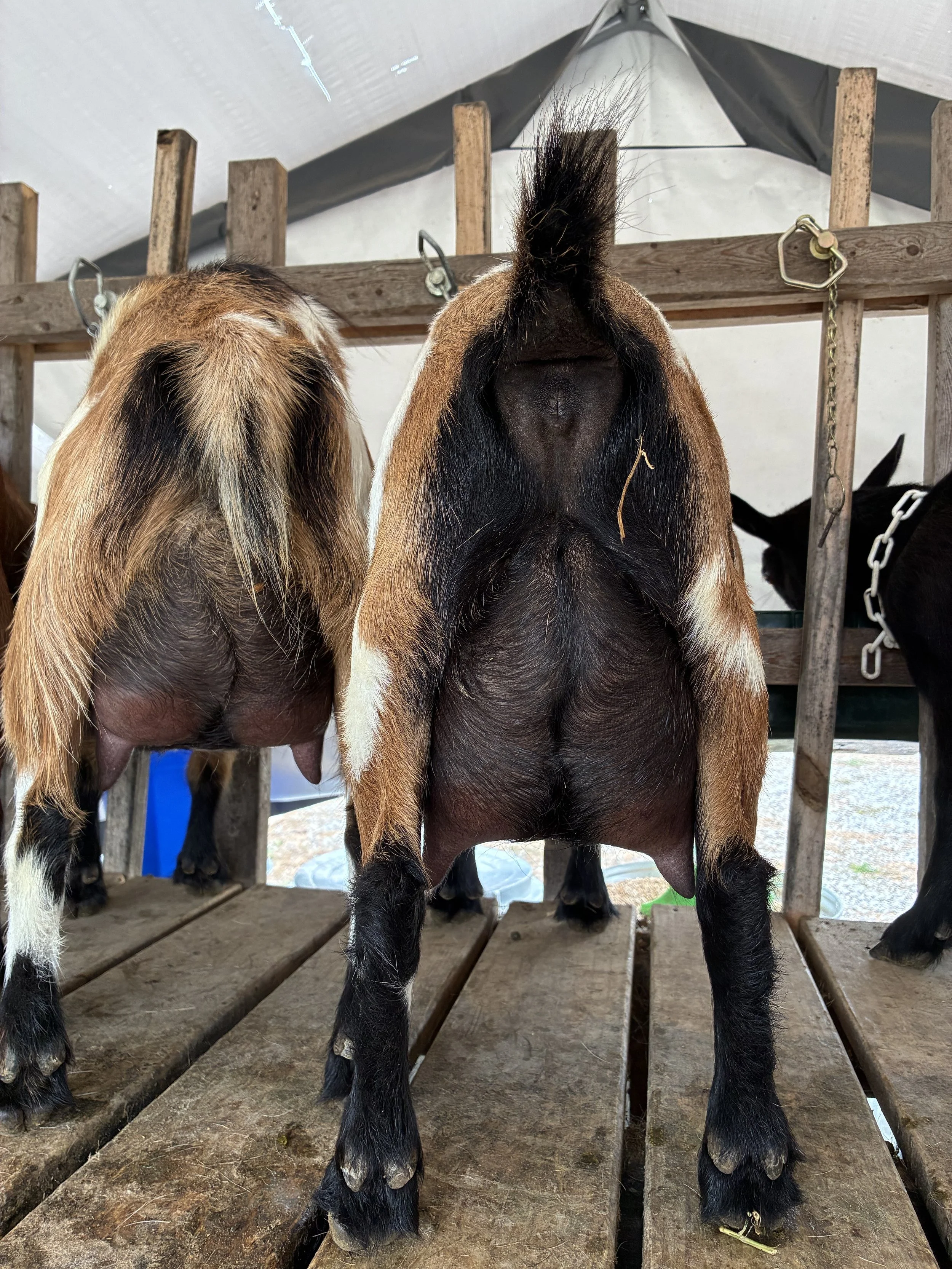 Darling, R (FF) photo taken 09/04/2025, freshened 06/09/2025