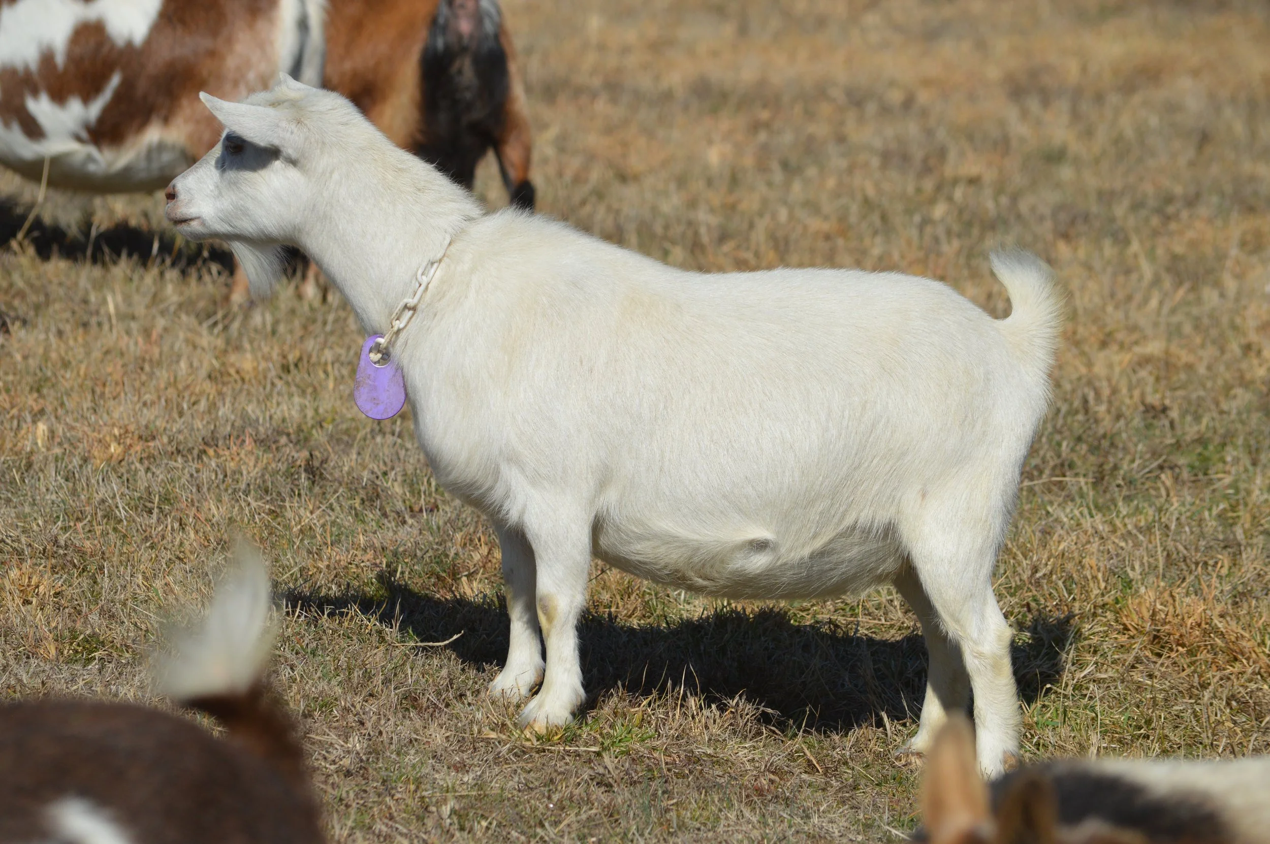Q-Tip pictured 2/12/26