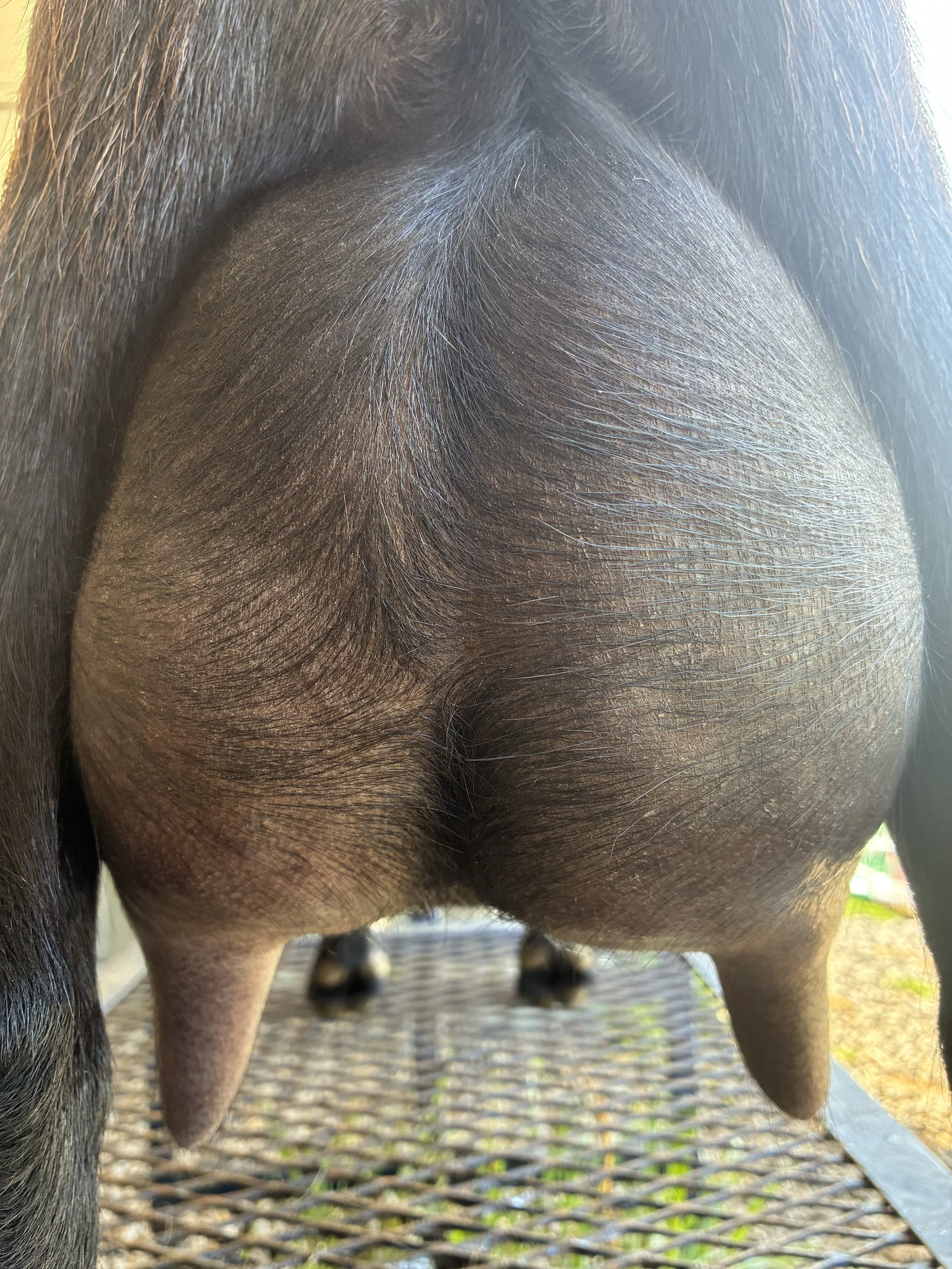 Halo pictured 06/22/2025, freshened 04/26/2025