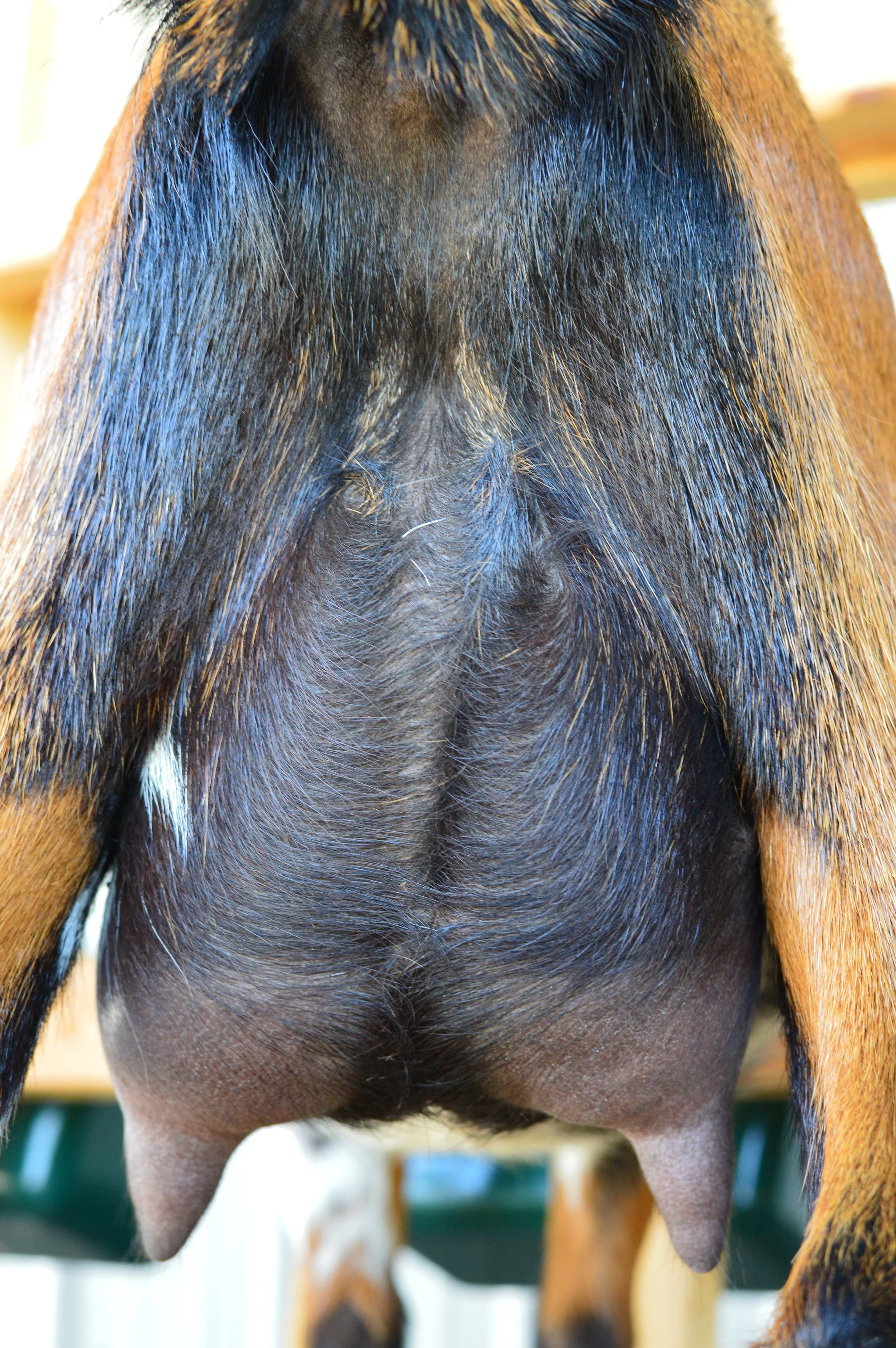 Fruity's first freshening udder, photo taken 07/27/2023 (freshened 04/04/2023 w/a single)