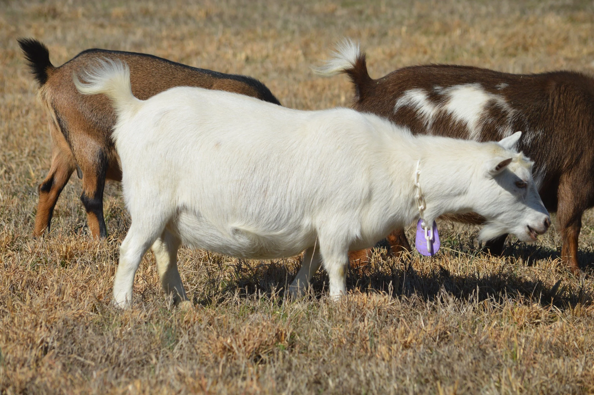 Q-Tip pictured 2/12/26