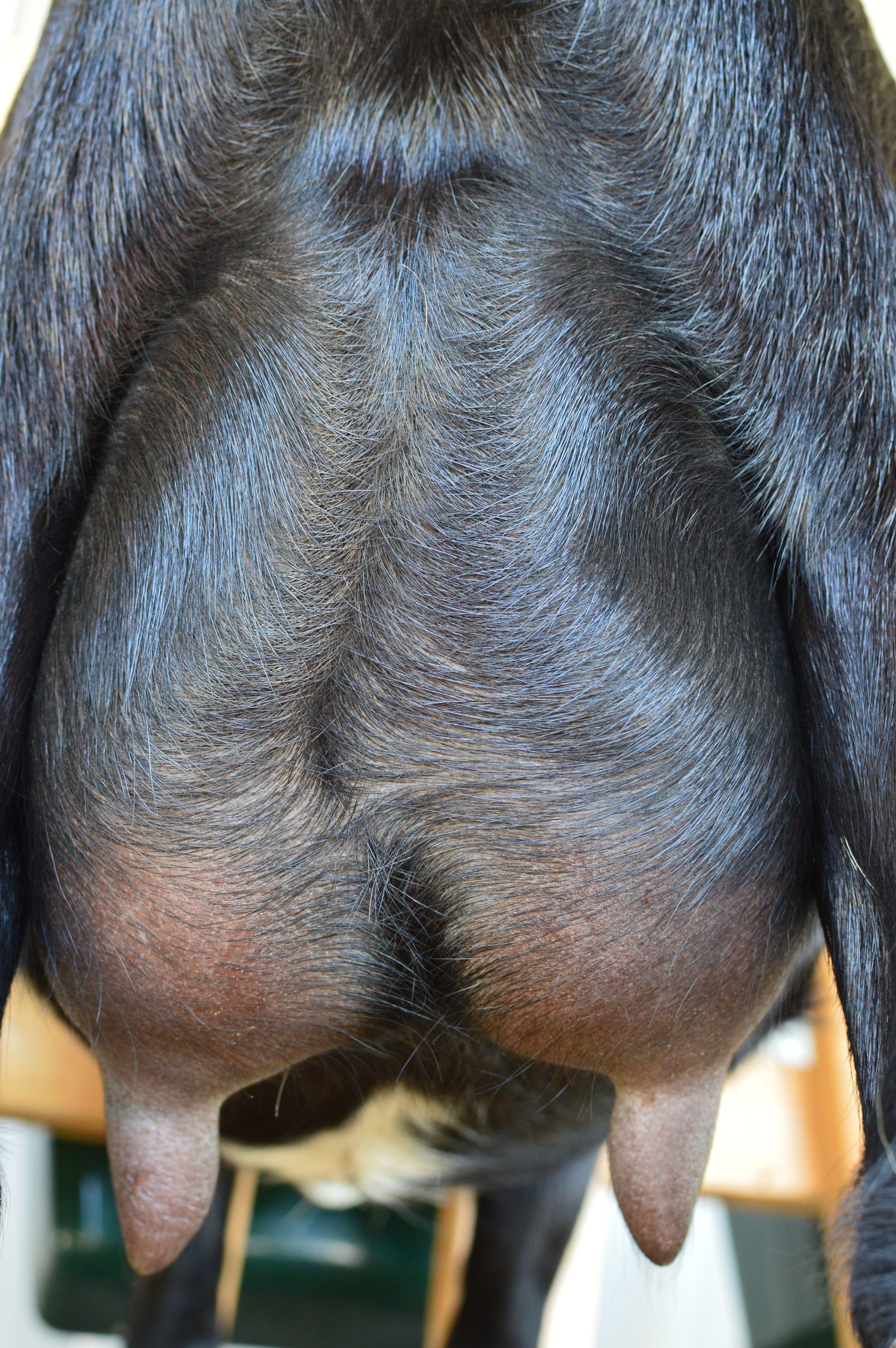 First freshening, kidded 2/10/23 with buck/doe twins; photo taken 7/27/23