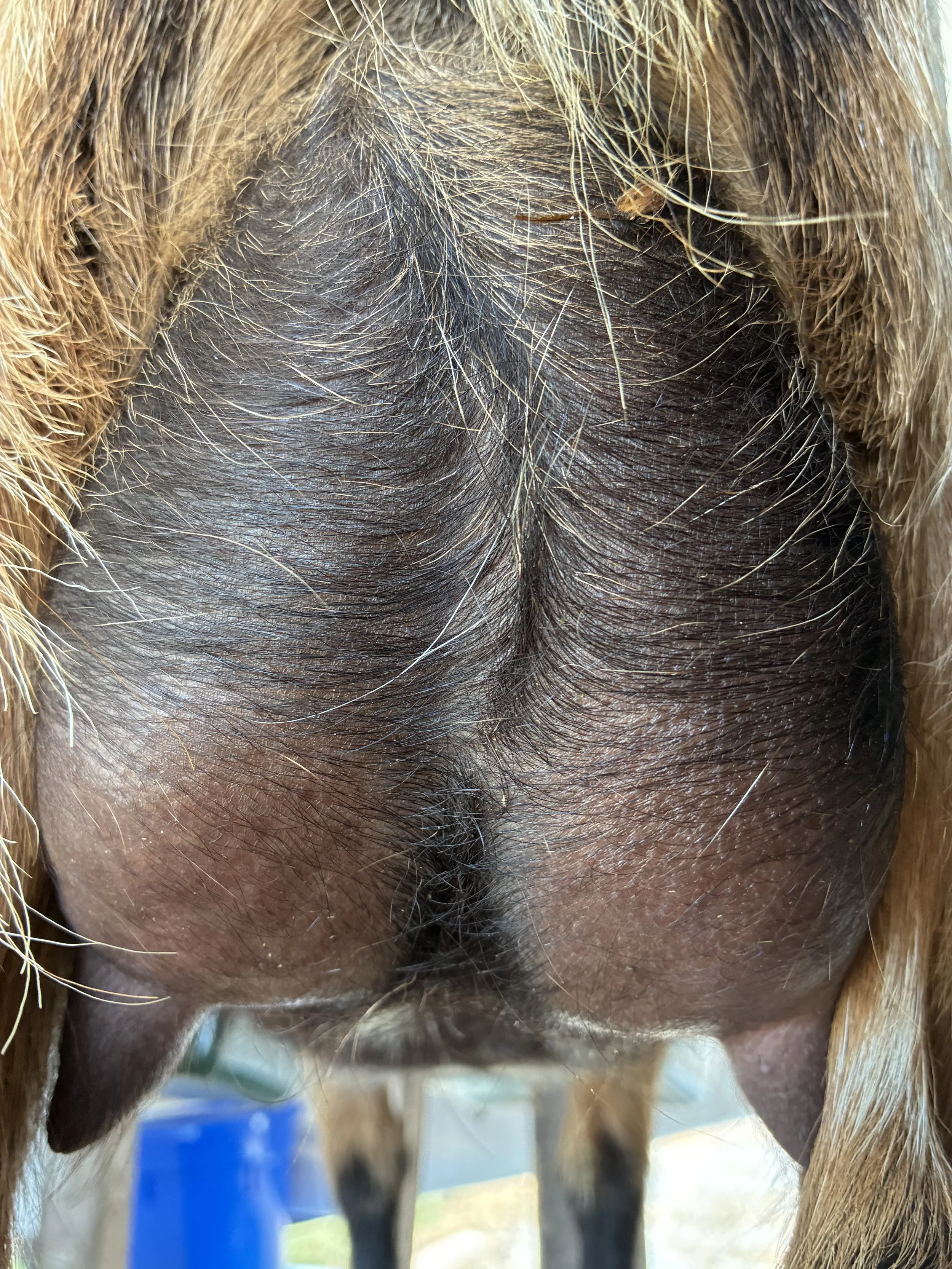 Quita (FF) pictured 9/03/2025, freshened 6/10/2025