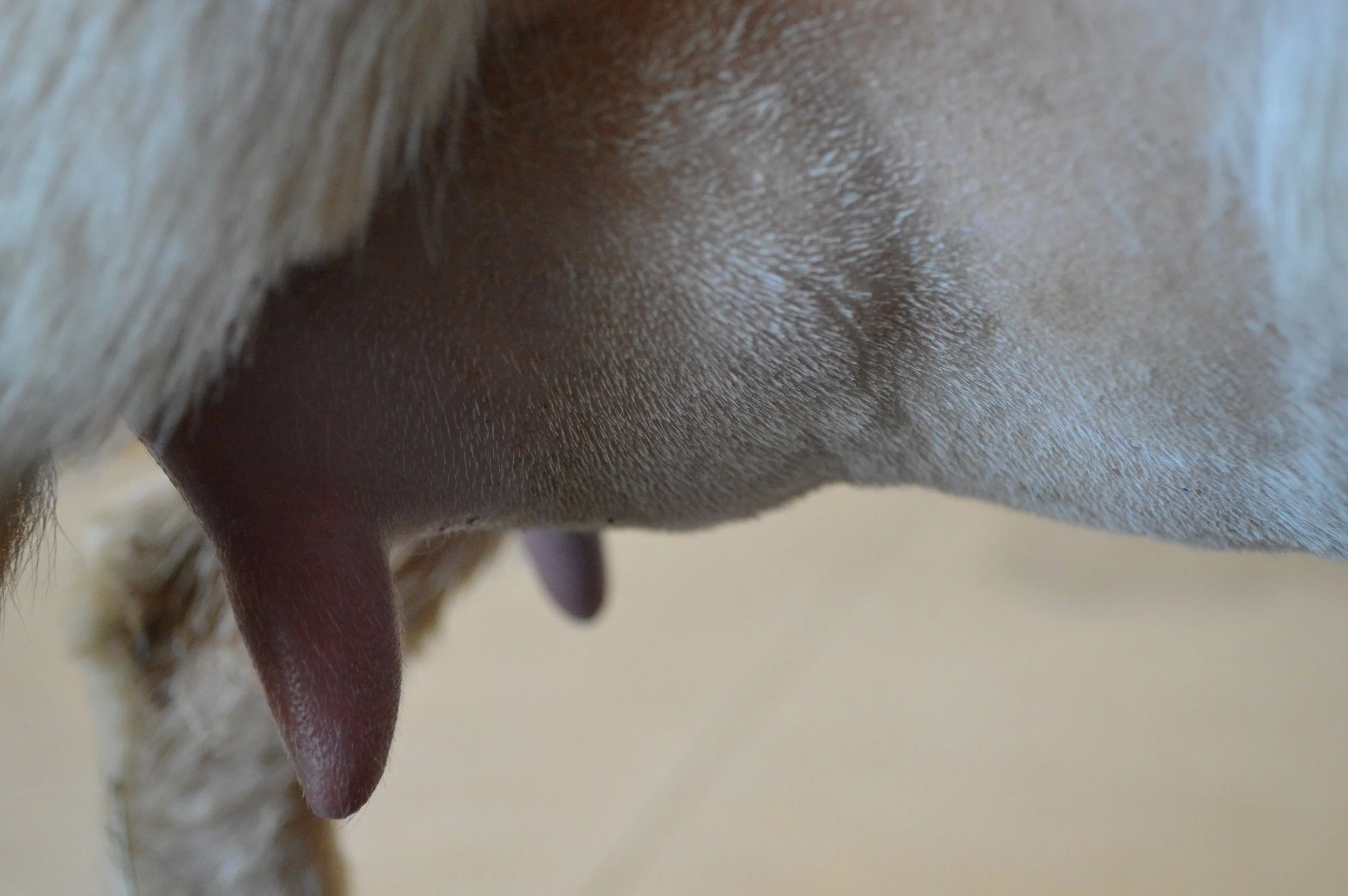 Marigold's first freshening, photo taken 03/28/2022 (freshened 03/14/2022)