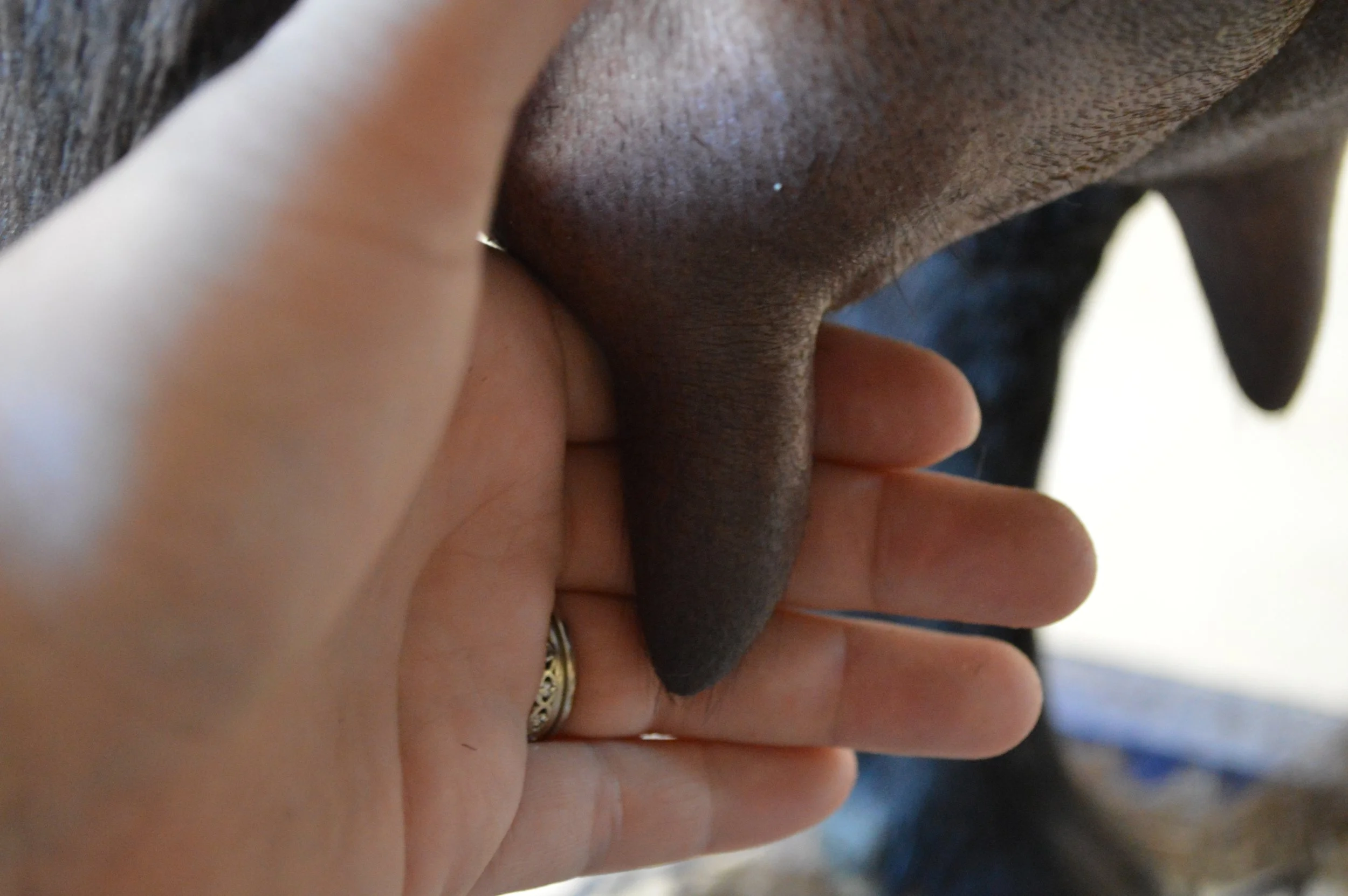 Halo's third freshening, photo taken 03/08/2022 (freshened 02/04/2022)