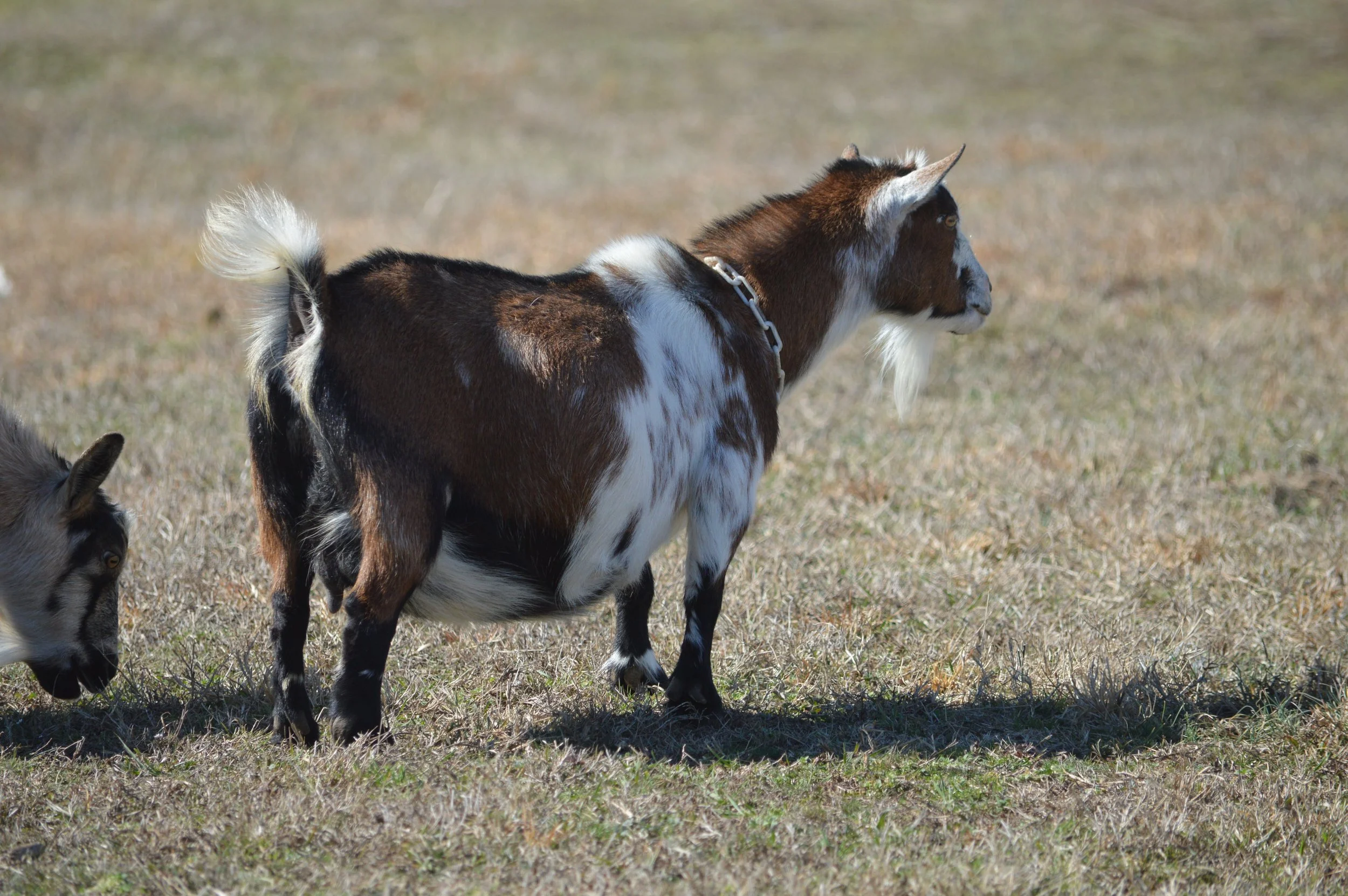 Oakley pictured 2/12/26