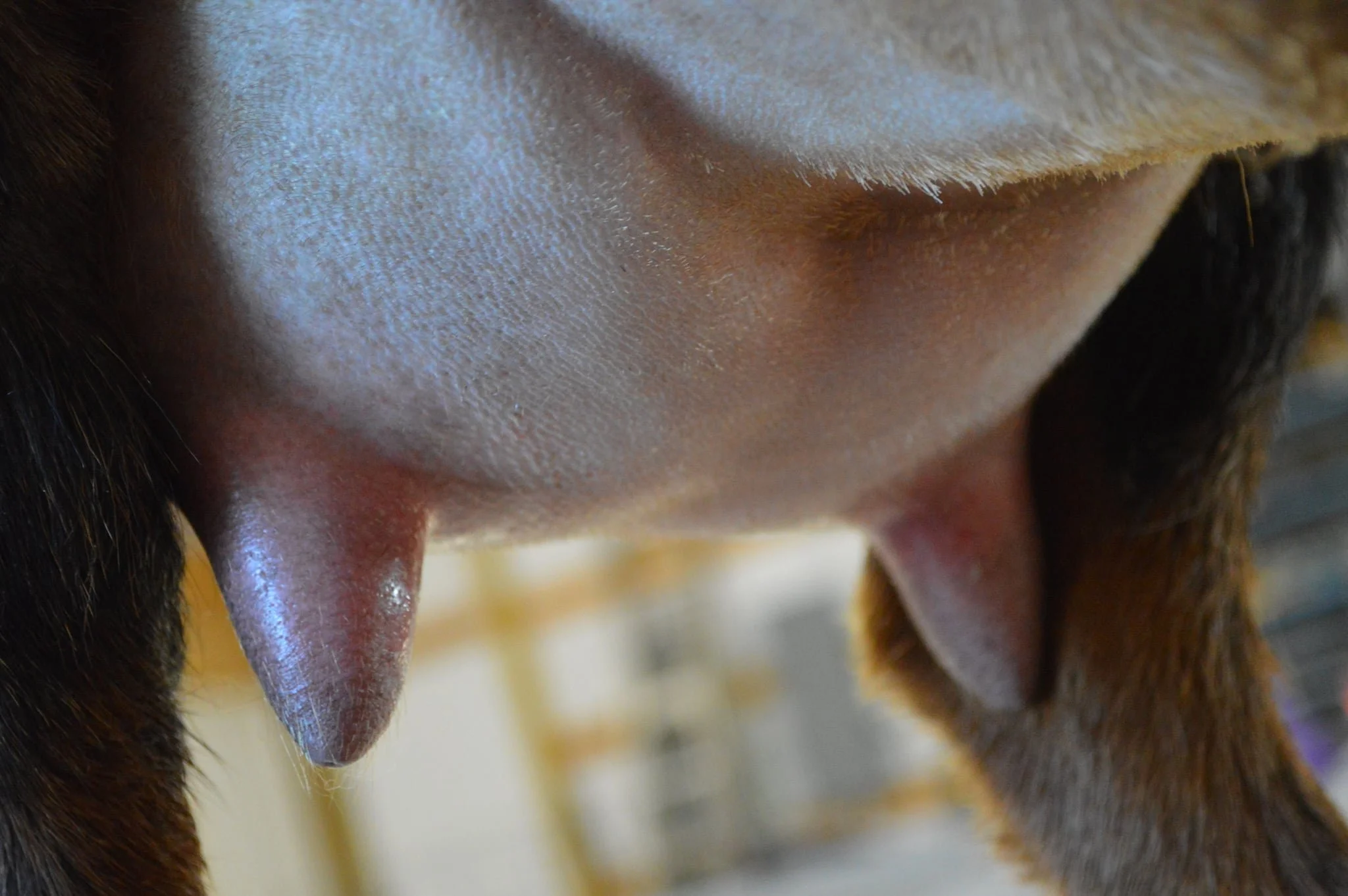 Chandelier's 3rd or 4th freshening, photo taken 03/08/2022 (freshened 02/27/2022)