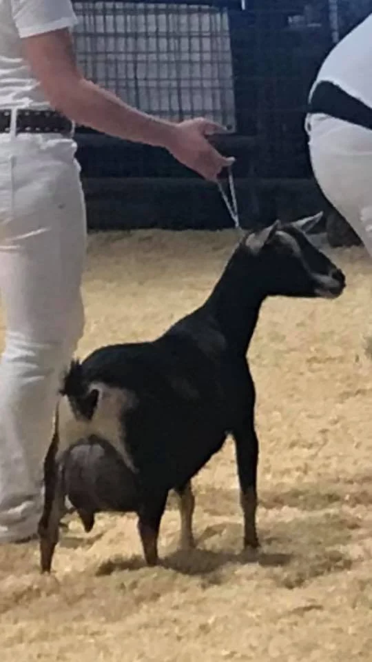 2021 AGPA Spring Quad Show